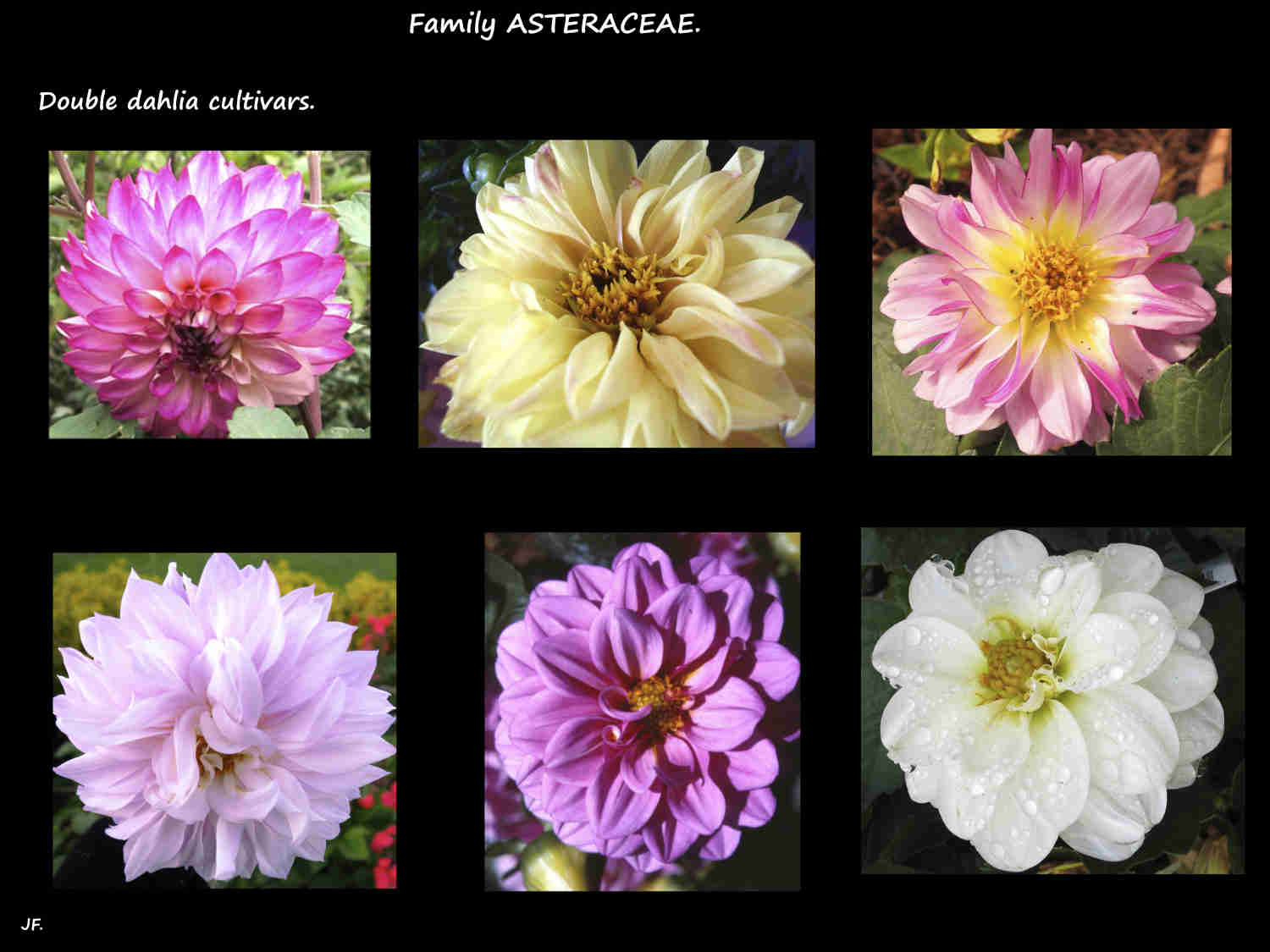 5 Doubles Dahlia cultivars 2