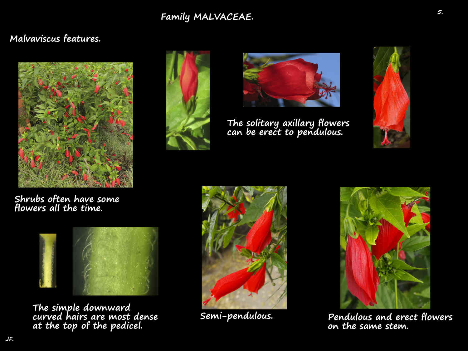 5 Erect to pendulous Malvaviscus flowers