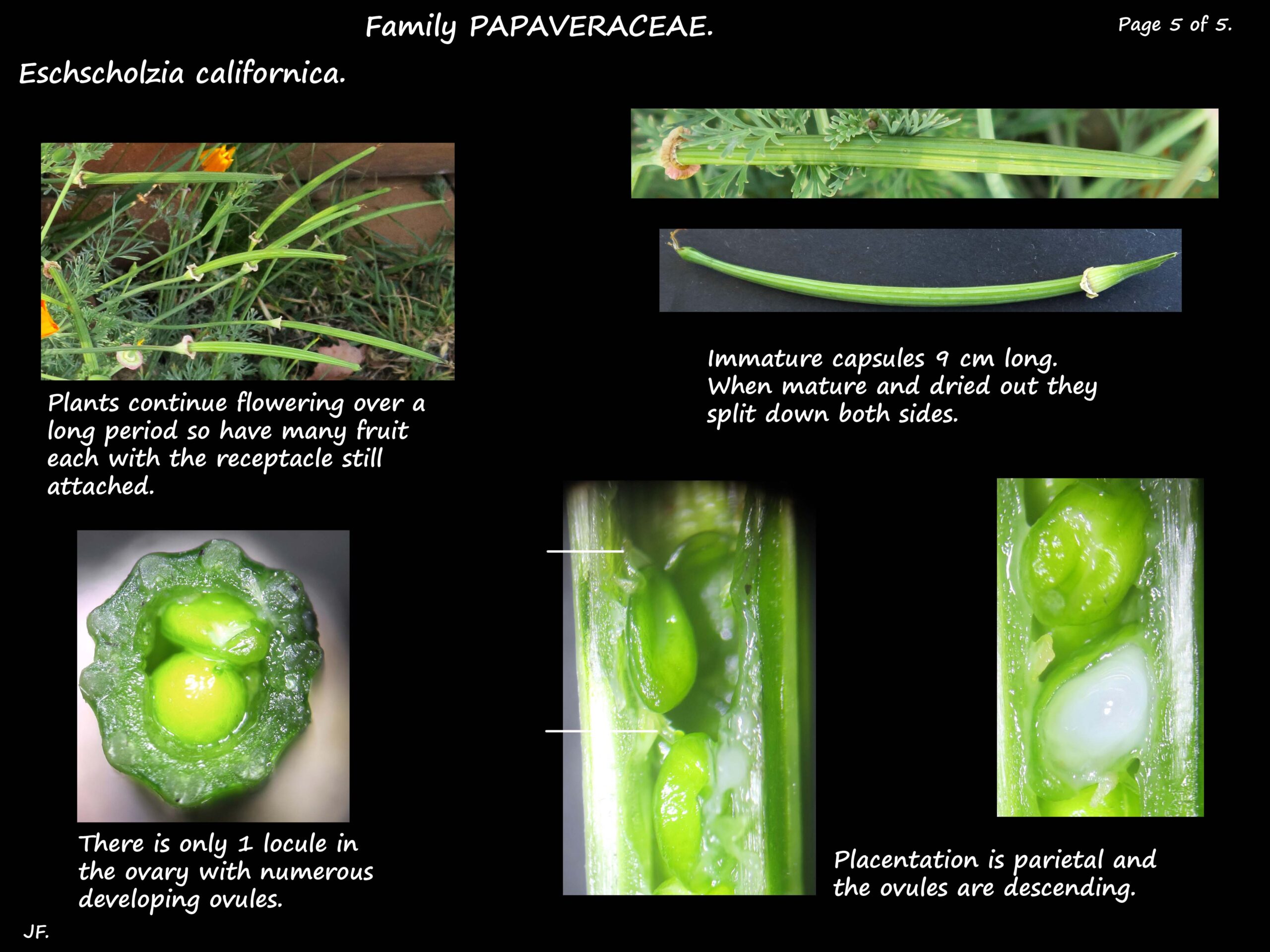5 Eschscholzia californica capsules