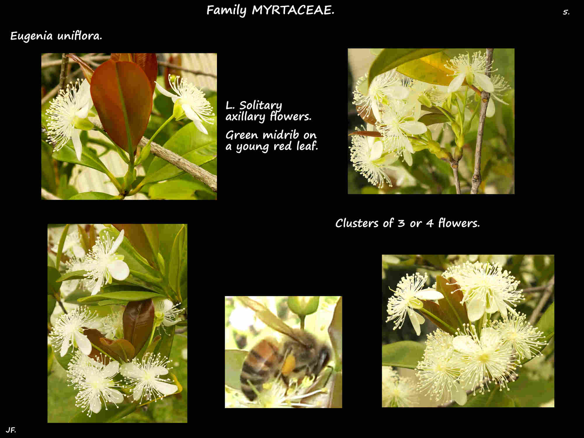 5 Eugenia uniflora inflorescences