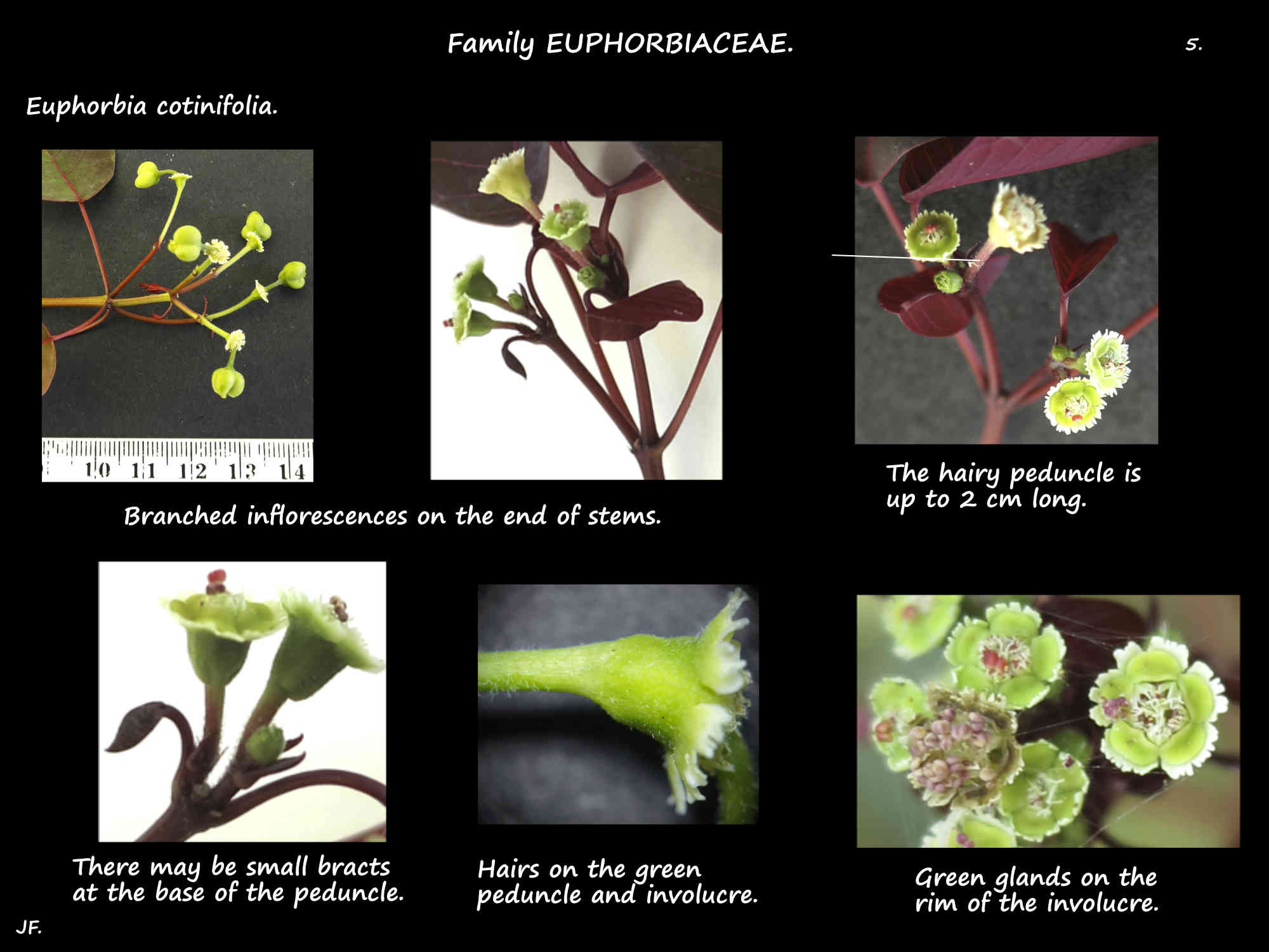 5 Euphorbia cotinifolia inflorescences & involucre