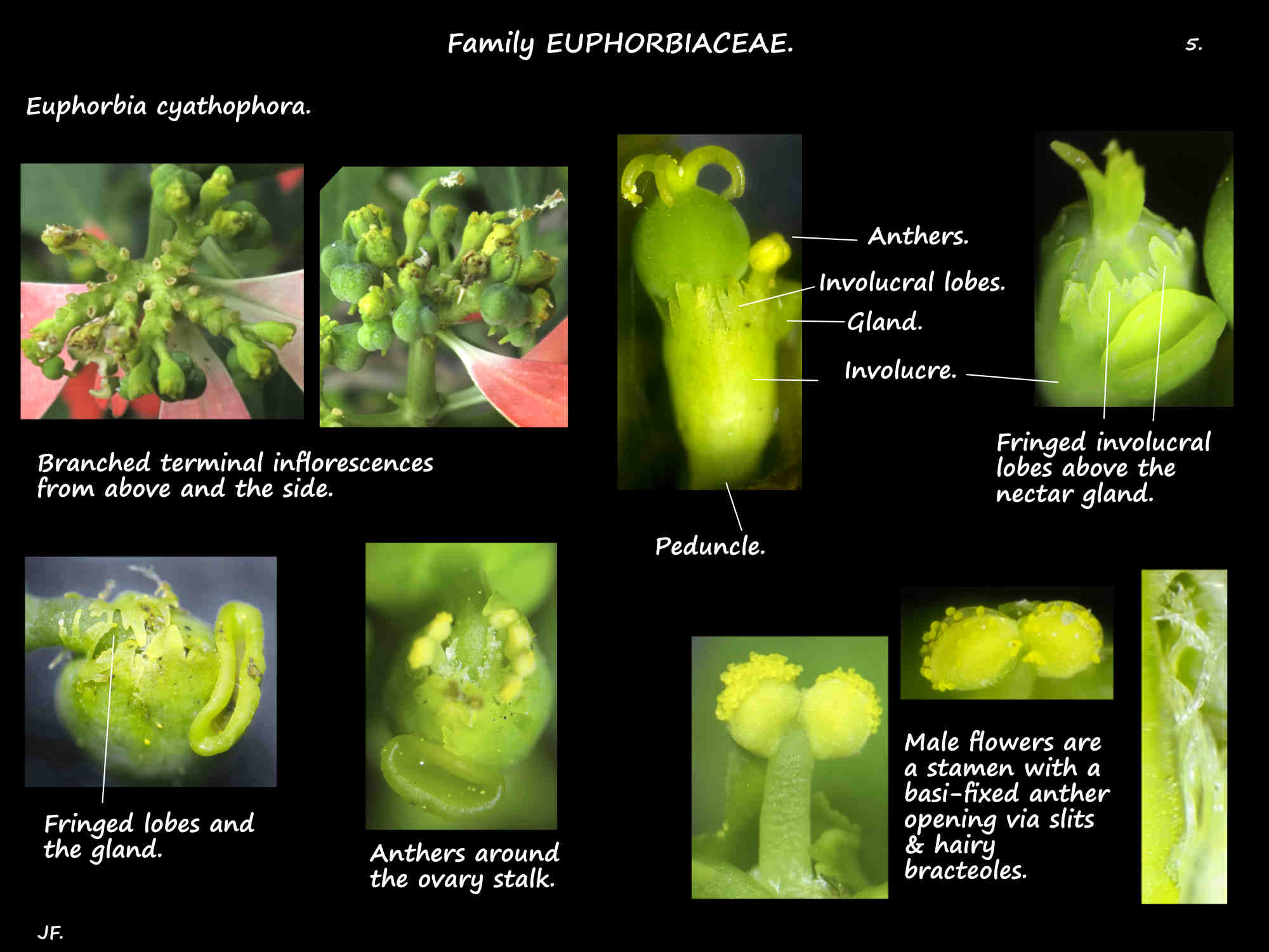 5 Euphorbia cyathophora involucre, gland & male flowers