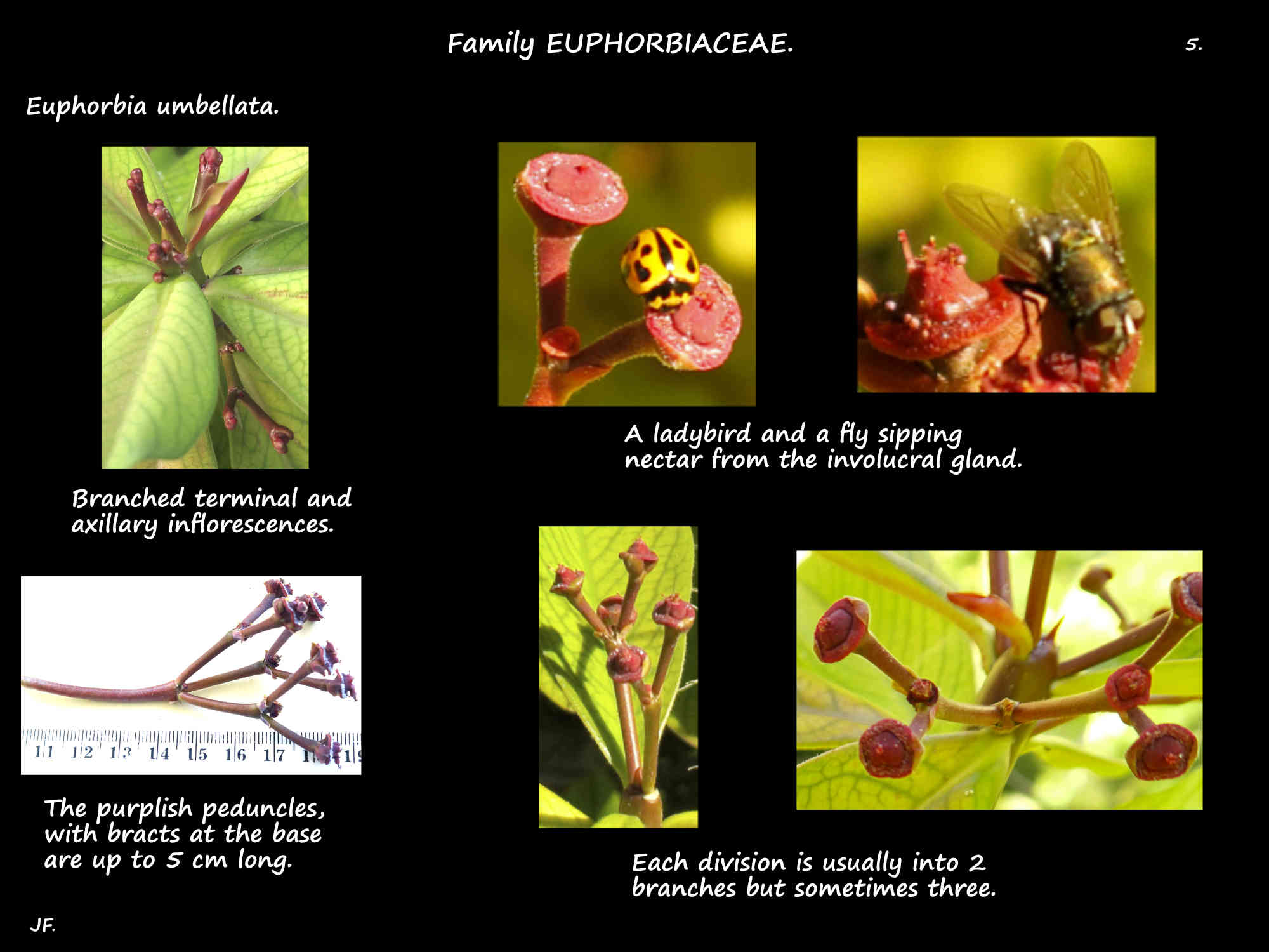 5 Euphorbia umbellata branched inflorescences