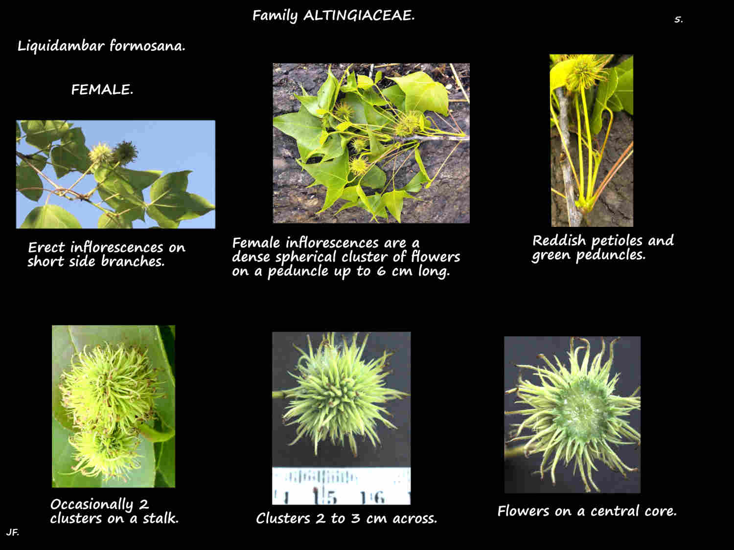 5 Female Liquidambar formosana inflorescences