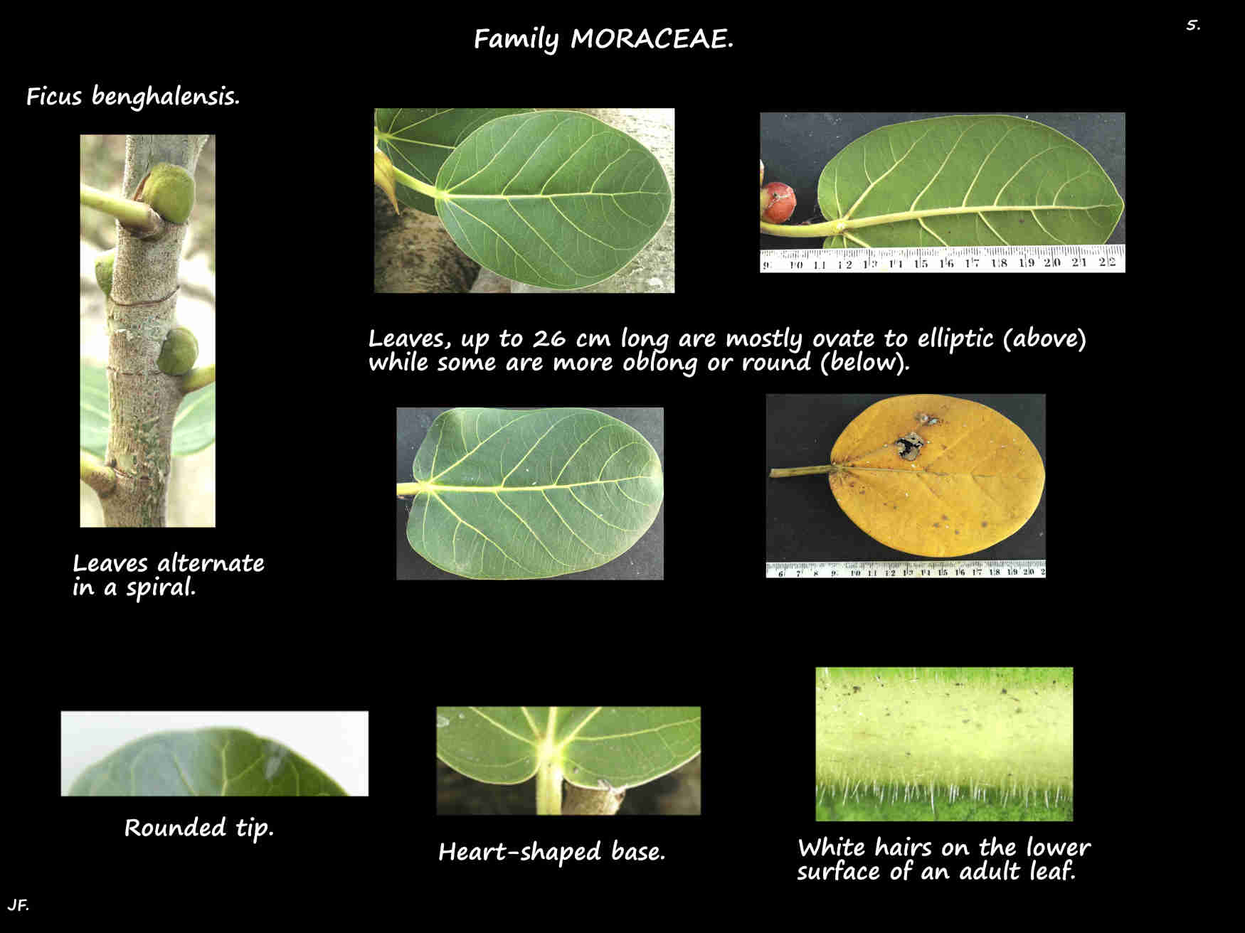 5 Ficus benghalensis leaf shapes