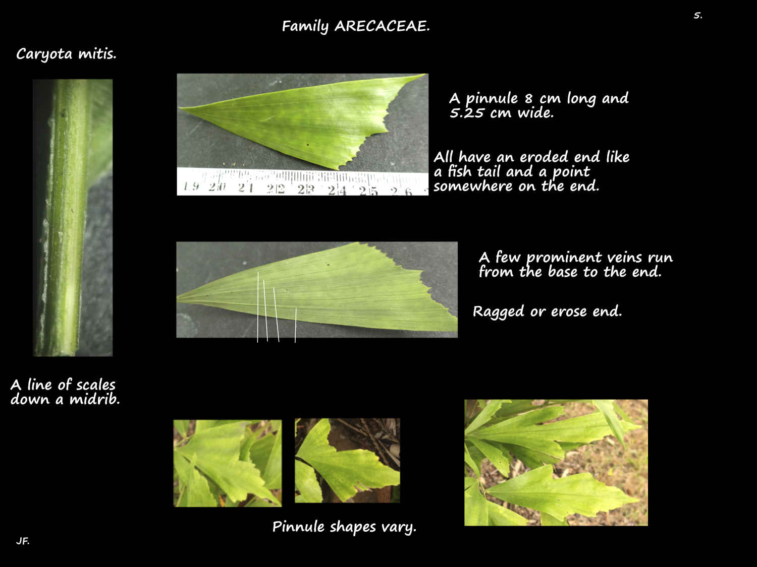 5 Fishtail palm leaflets