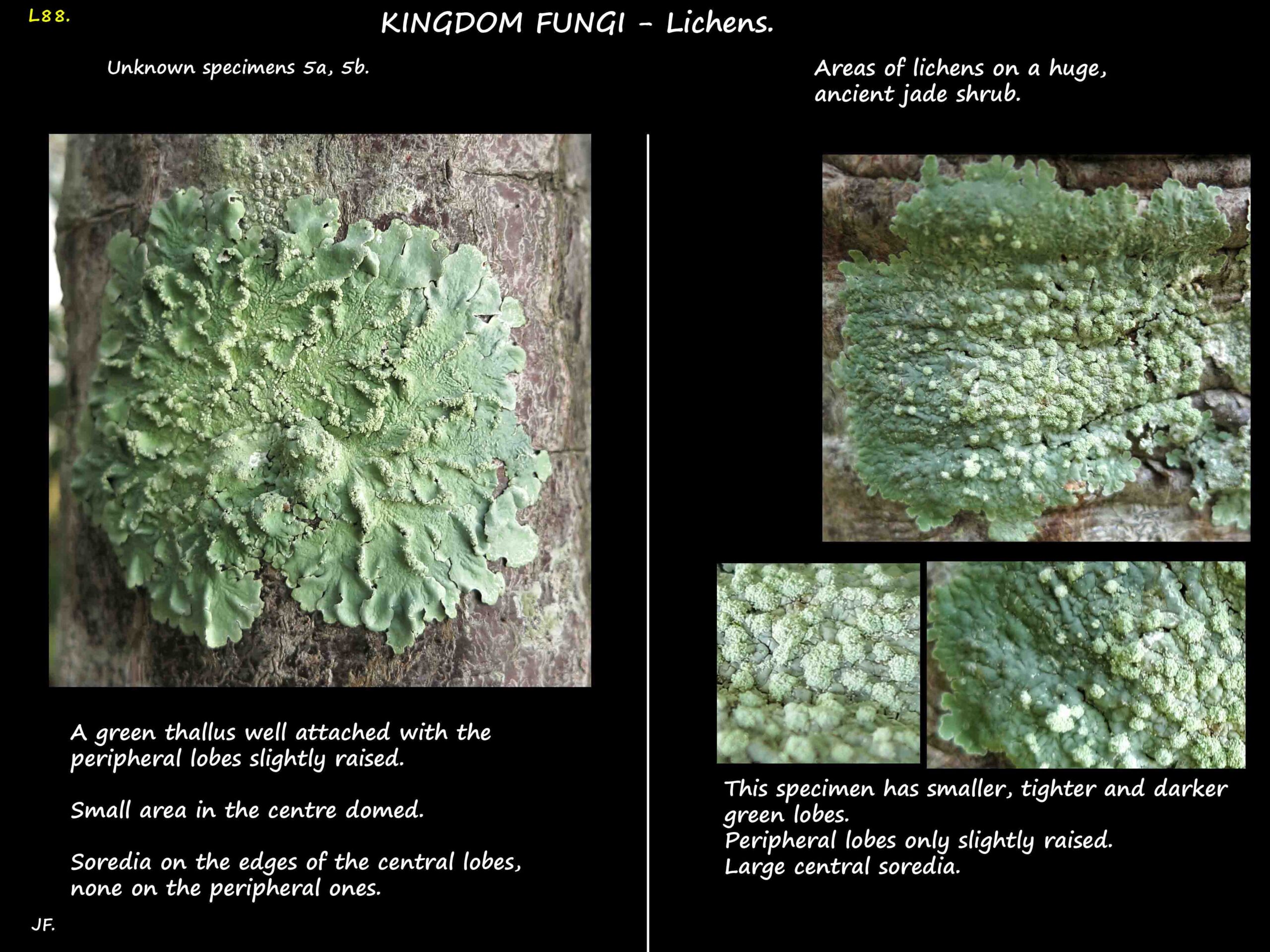 5 Foliose lichens 5a & b