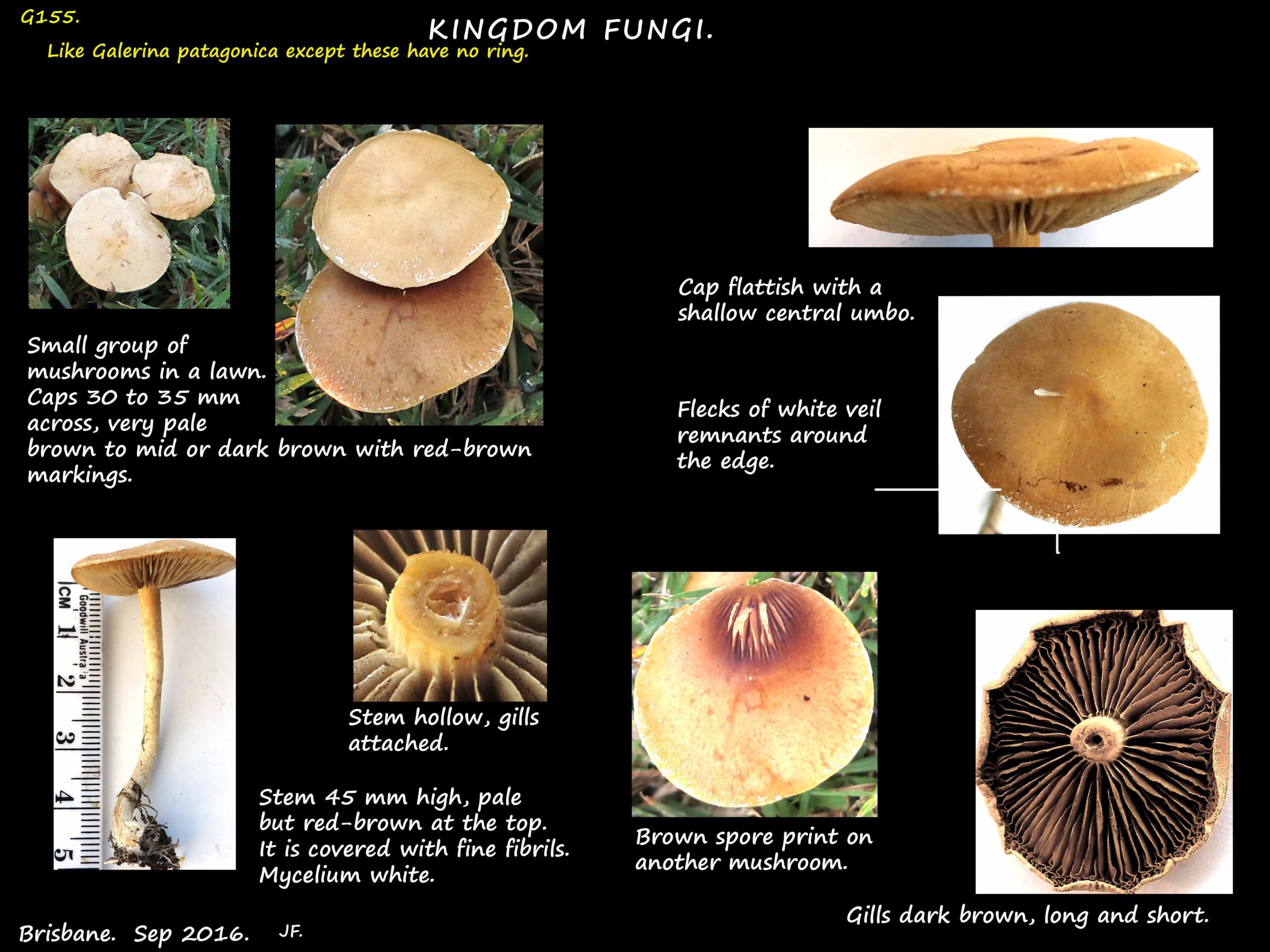 5 Gilled specimen 5