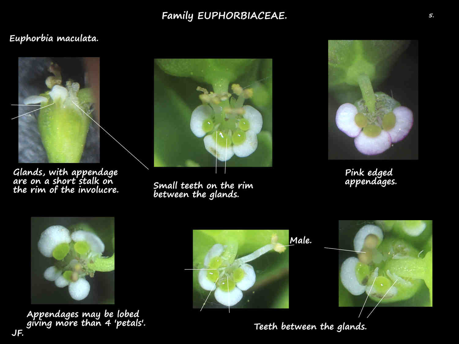 5 Glands & appendages on Euphorbia maculata involucres