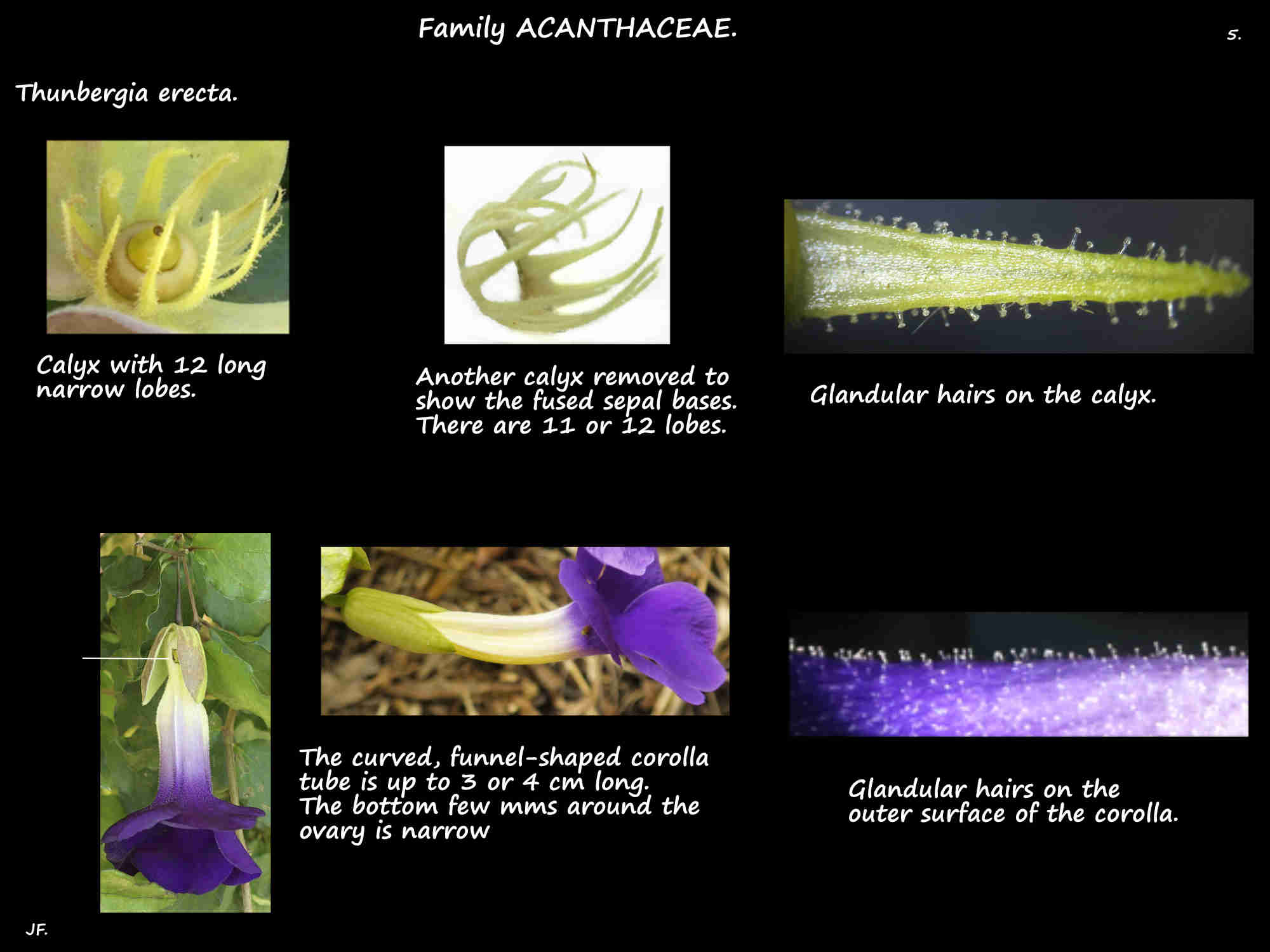 5 Glandular hairs on the sepals & corolla of Thunbergia erecta flowers