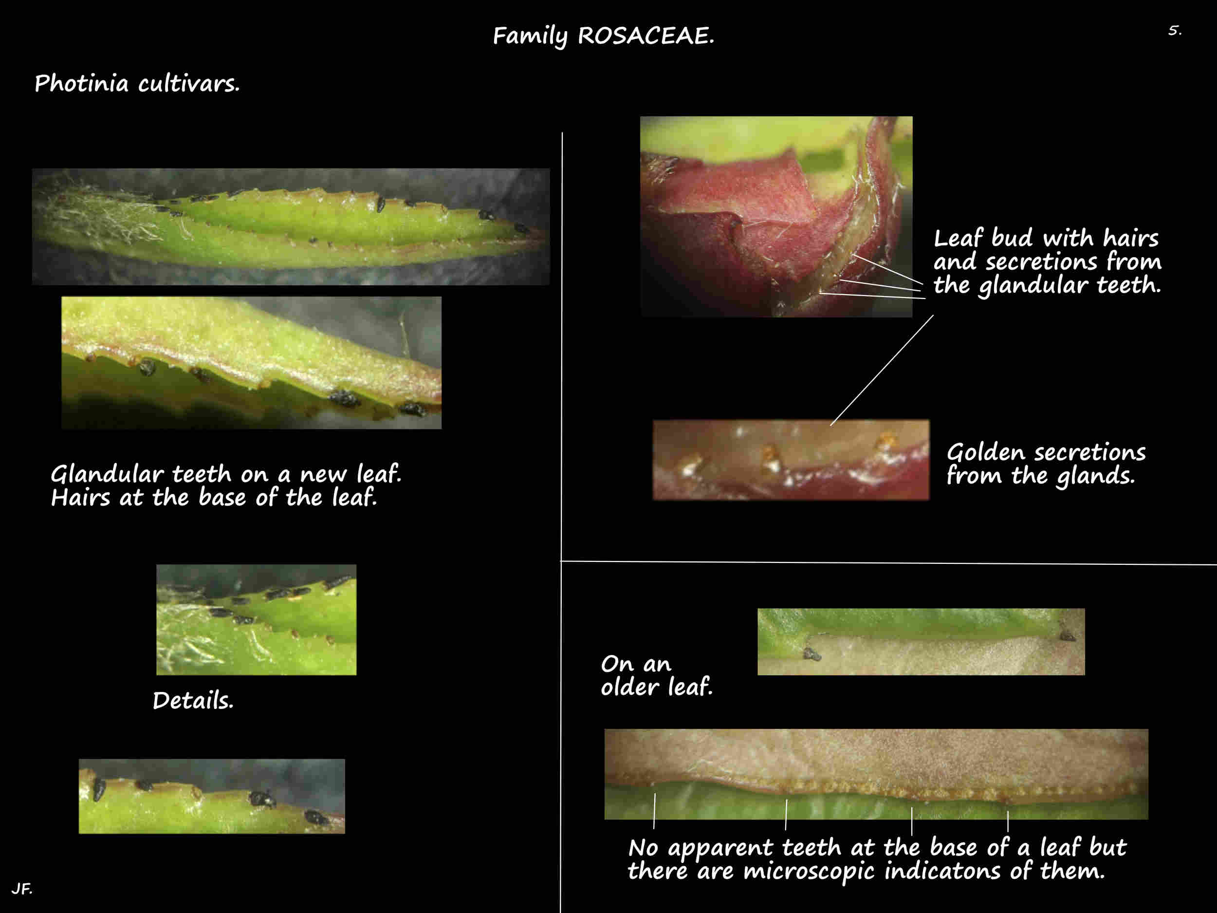 5 Glandular teeth on Photinia leaves