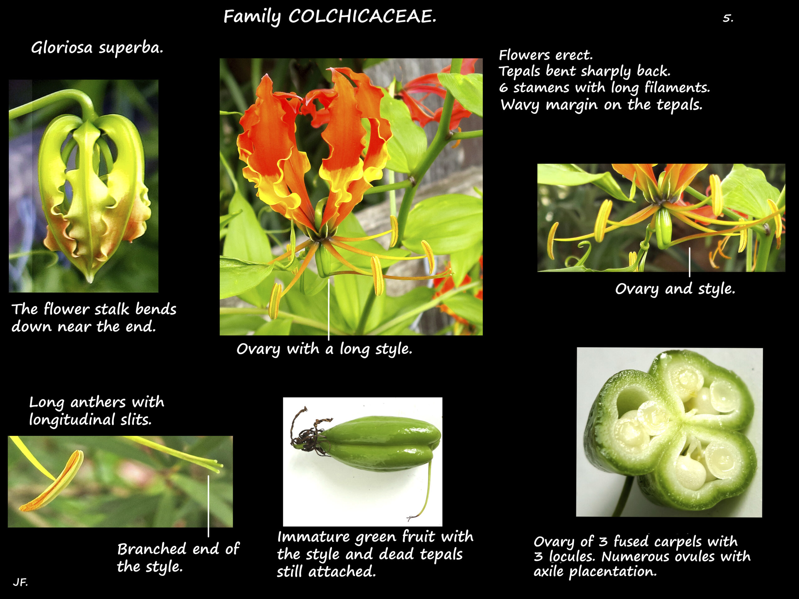 5 Gloriosa supurba flowers & fruit