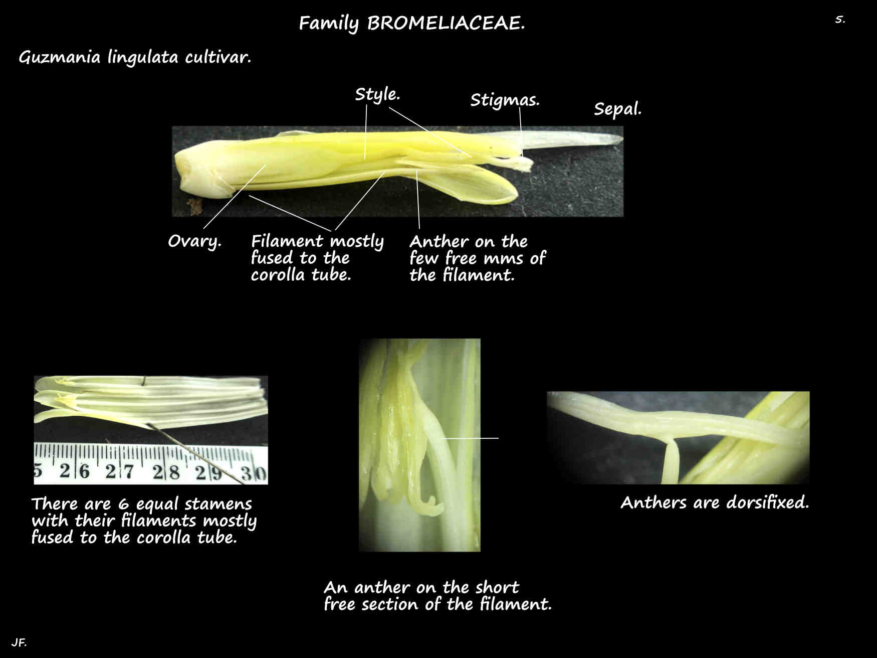 5 Guzmania lingulata stamens