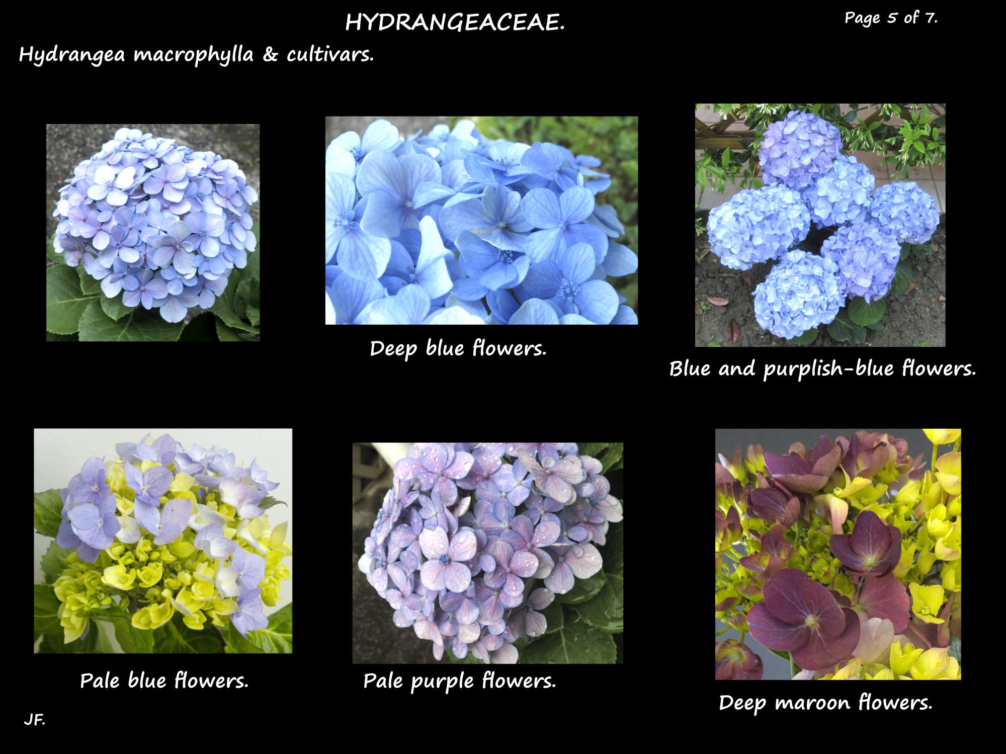5 H. macrophylla blue & mauve flowers