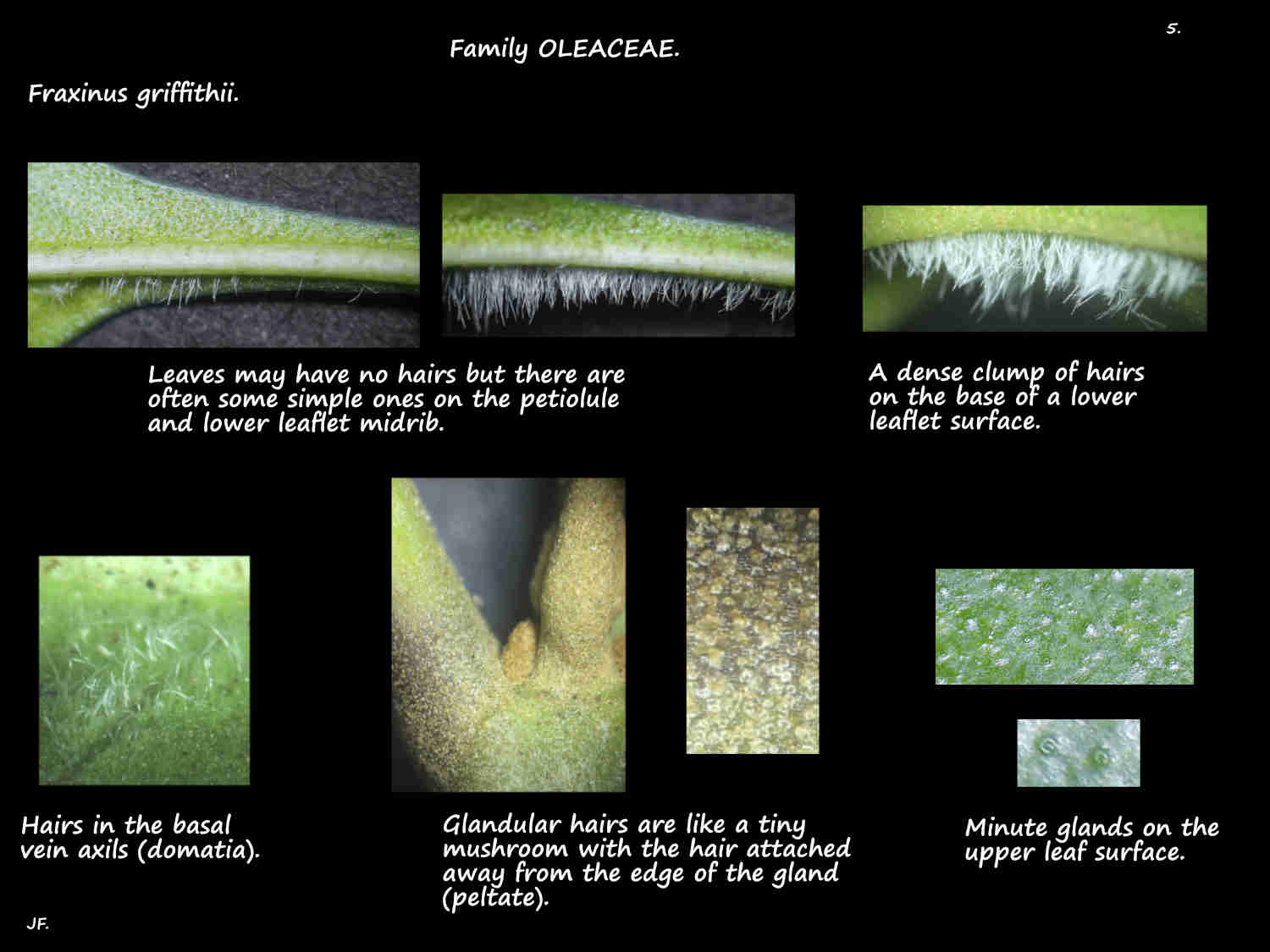 5 Hairs and glands on Fraxinus griffithii leaves
