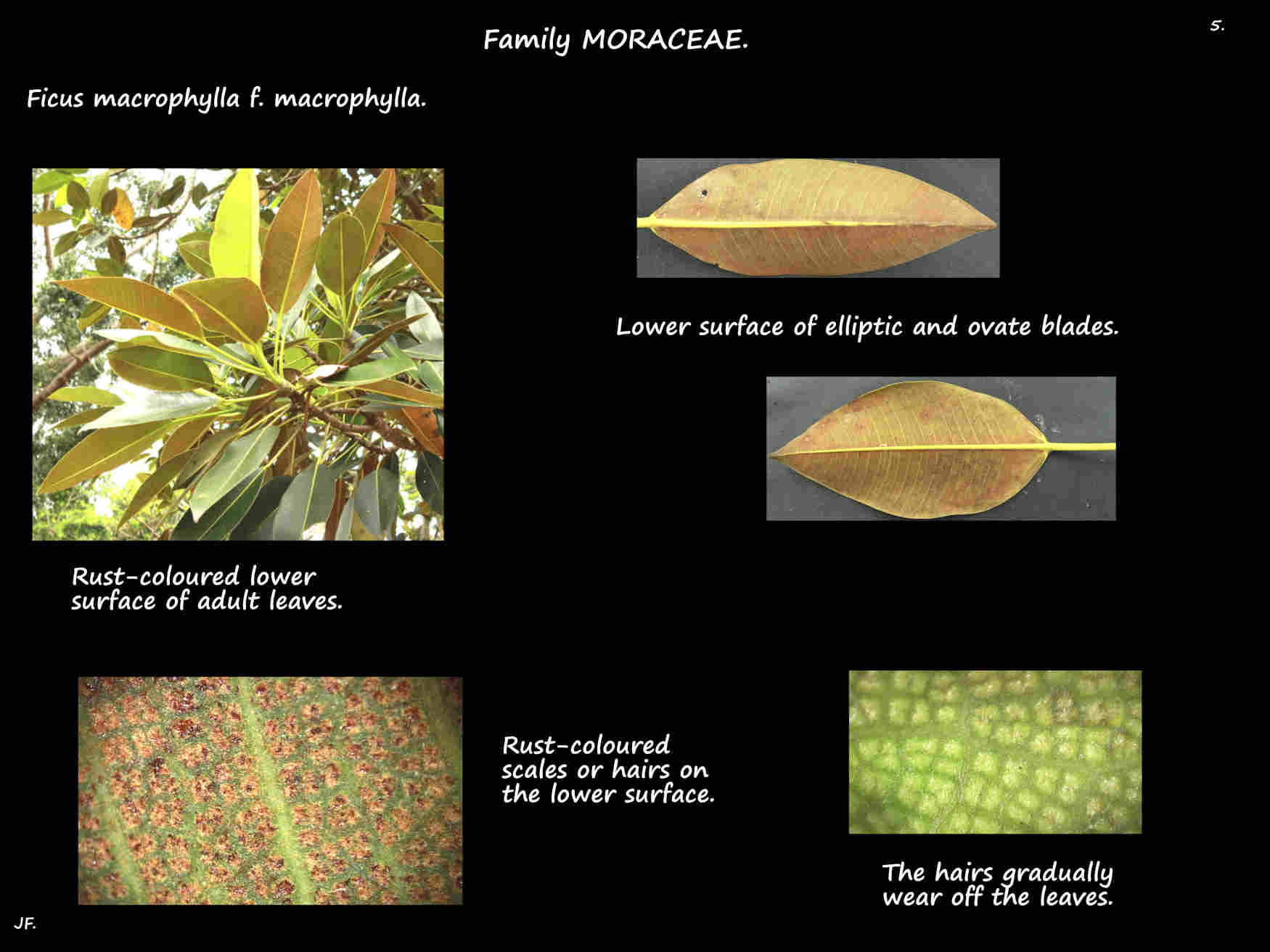 5 Hairs on Ficus macrophylla leaves