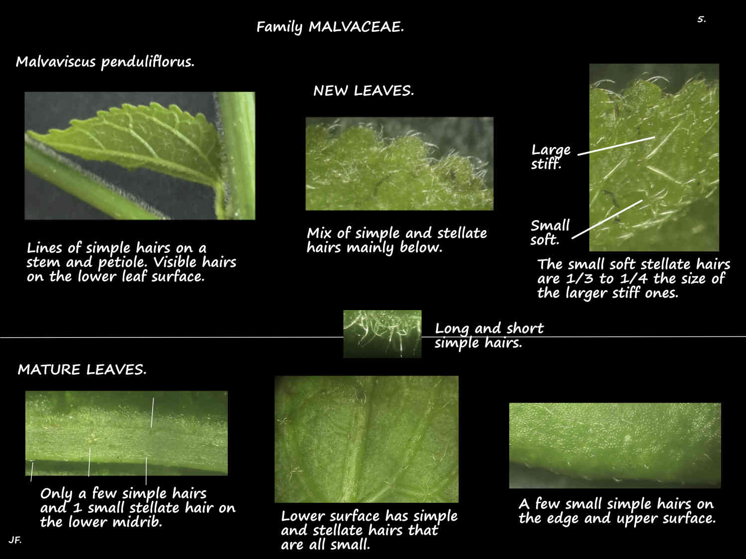 5 Hairs on Malvaviscus penduliflorus leaves