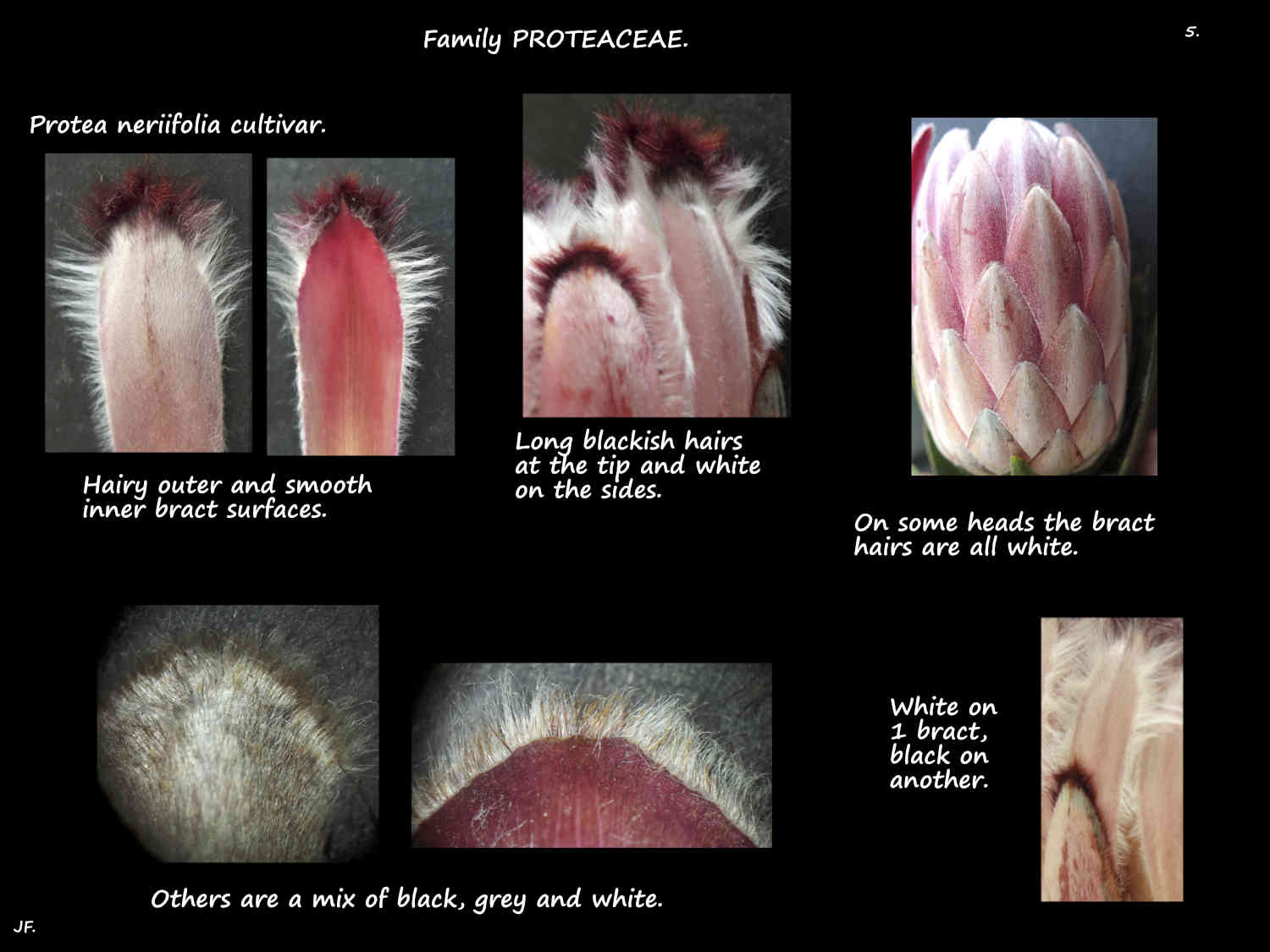 5 Hairs on Protea neriifolia bracts