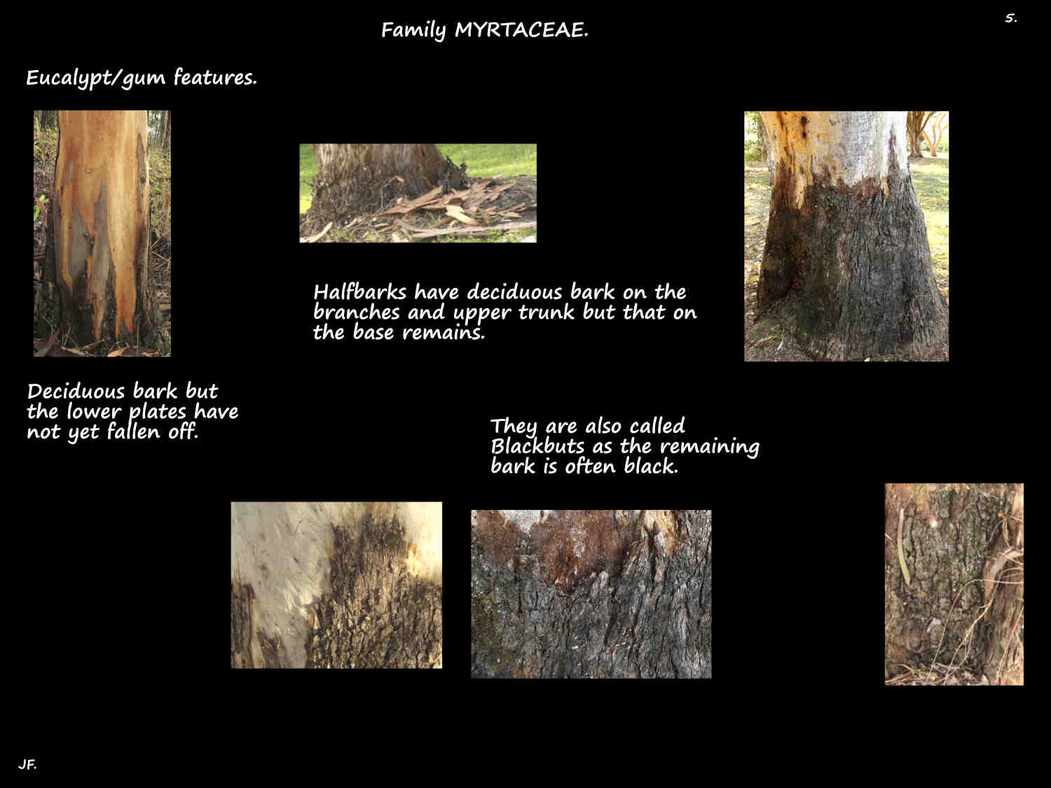 5 Halfbark eucalypts