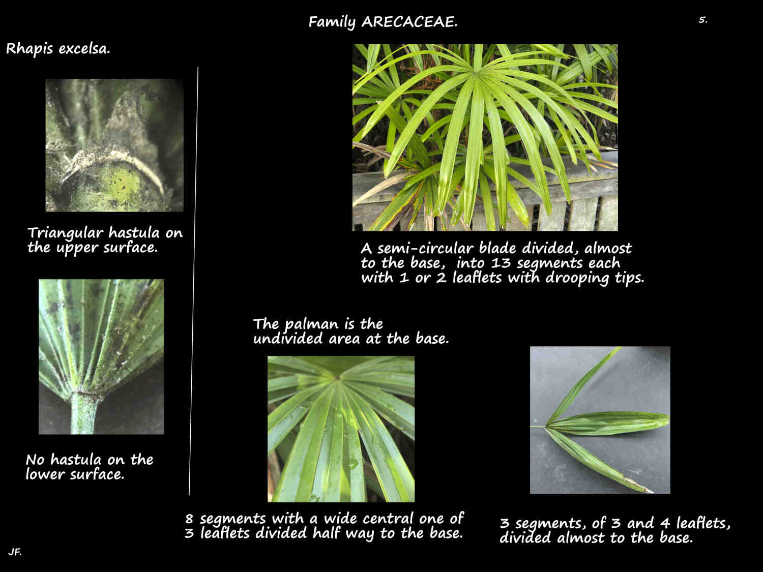 5 Hastula & palman on Rhapis excelsa leaves