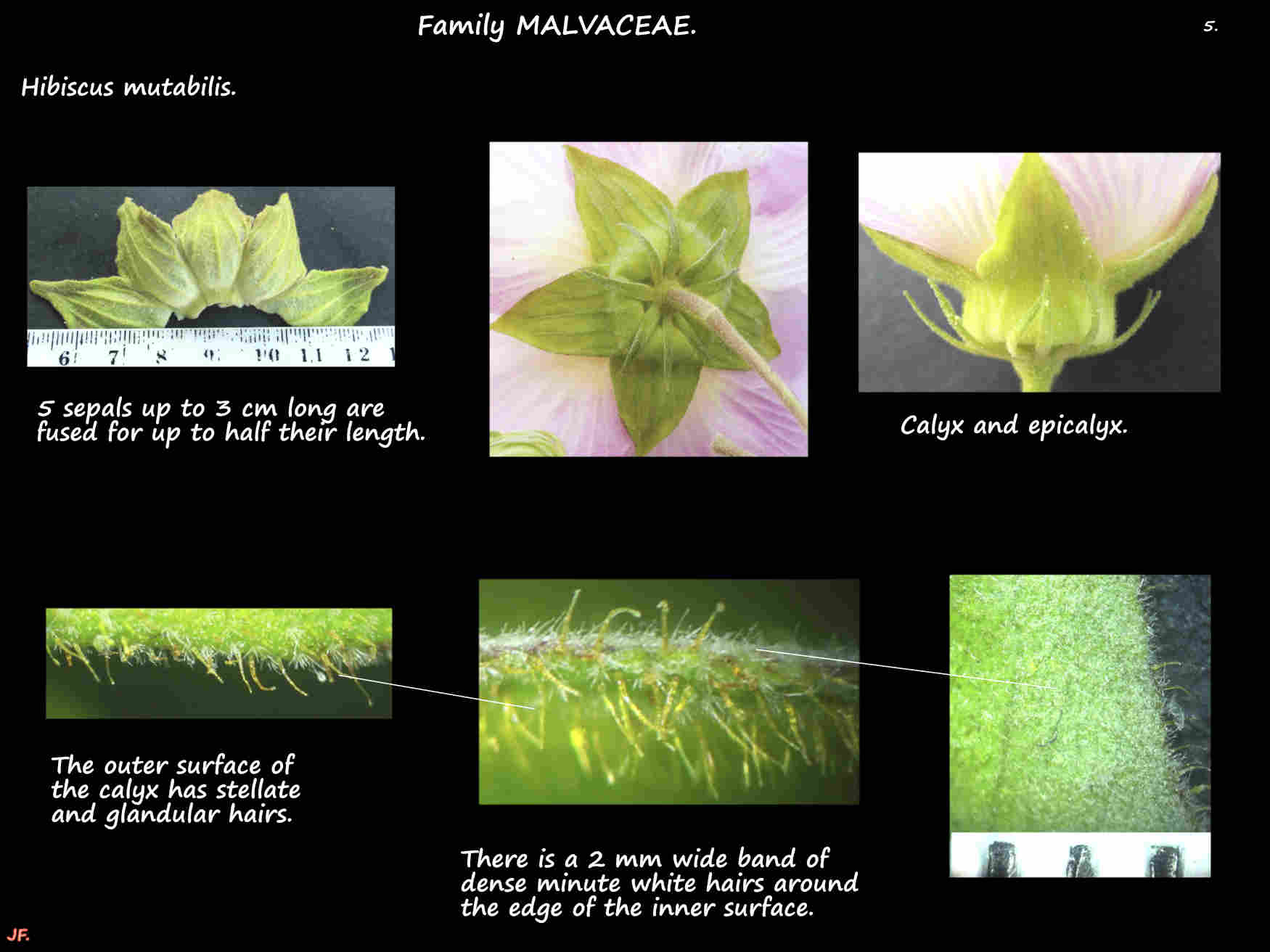 5 Hibiscus mutabilis calyx & epicalyx