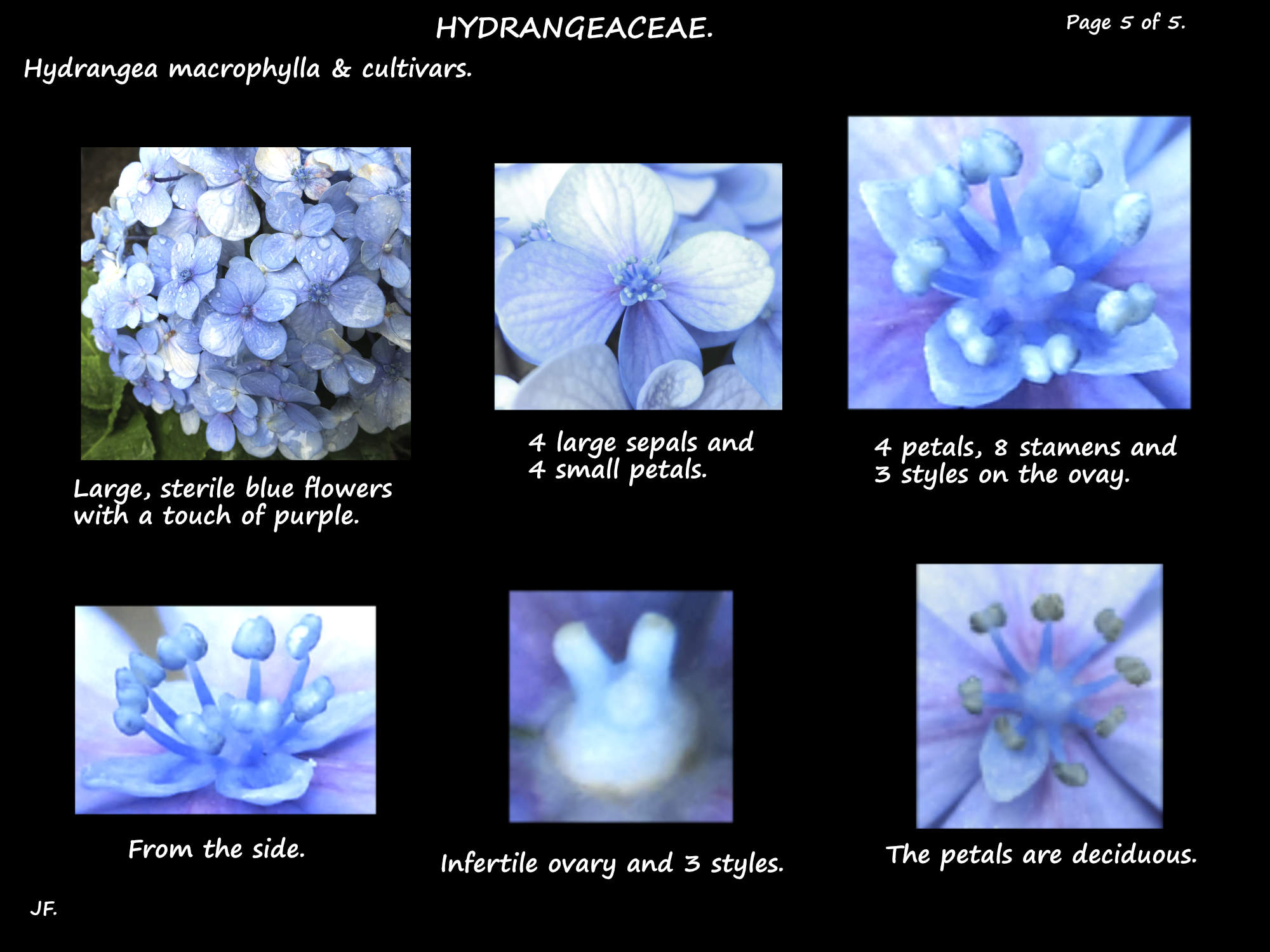 5 Hydrangea perianth, stamens & ovary