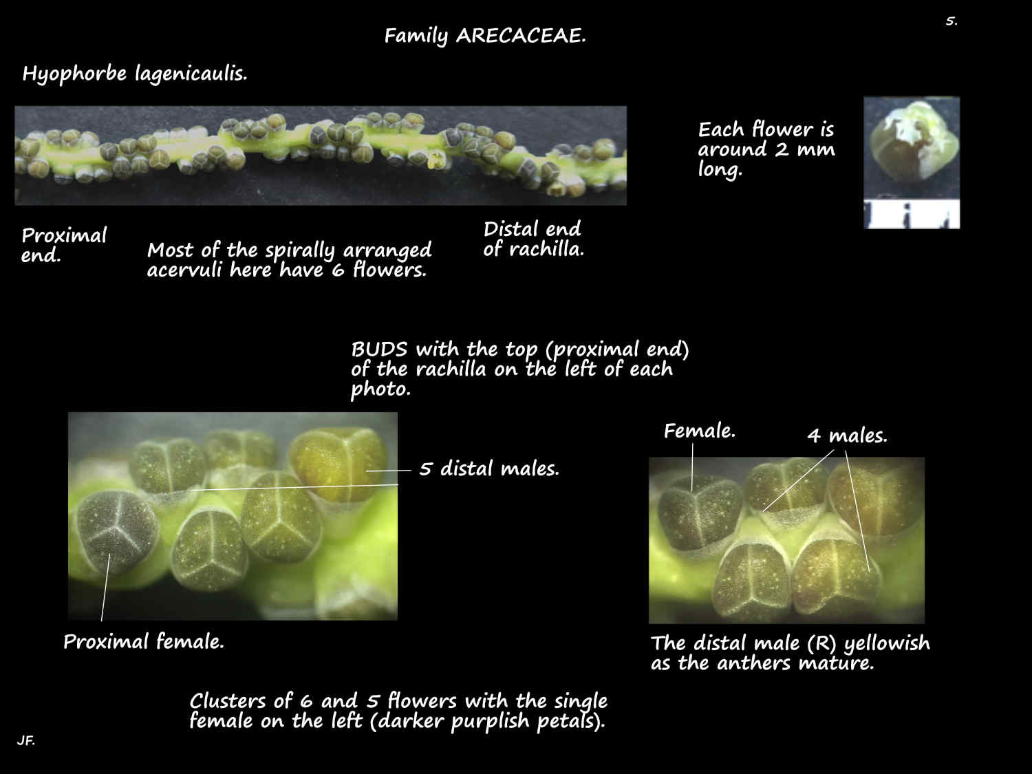 5 Hyophorbe lagenicaulis acervuli