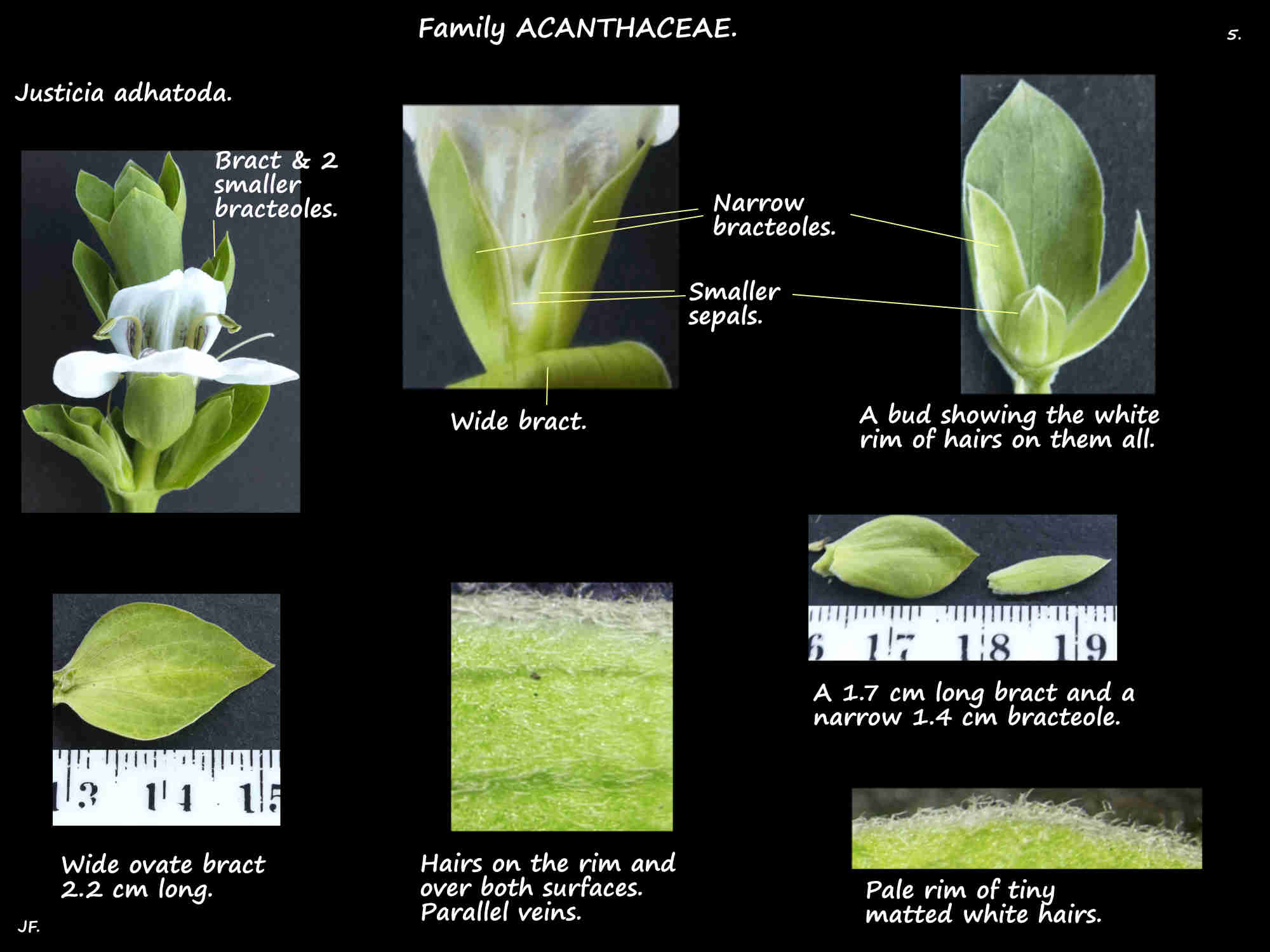 5 Justicia adhatoda bracts & bracteoles