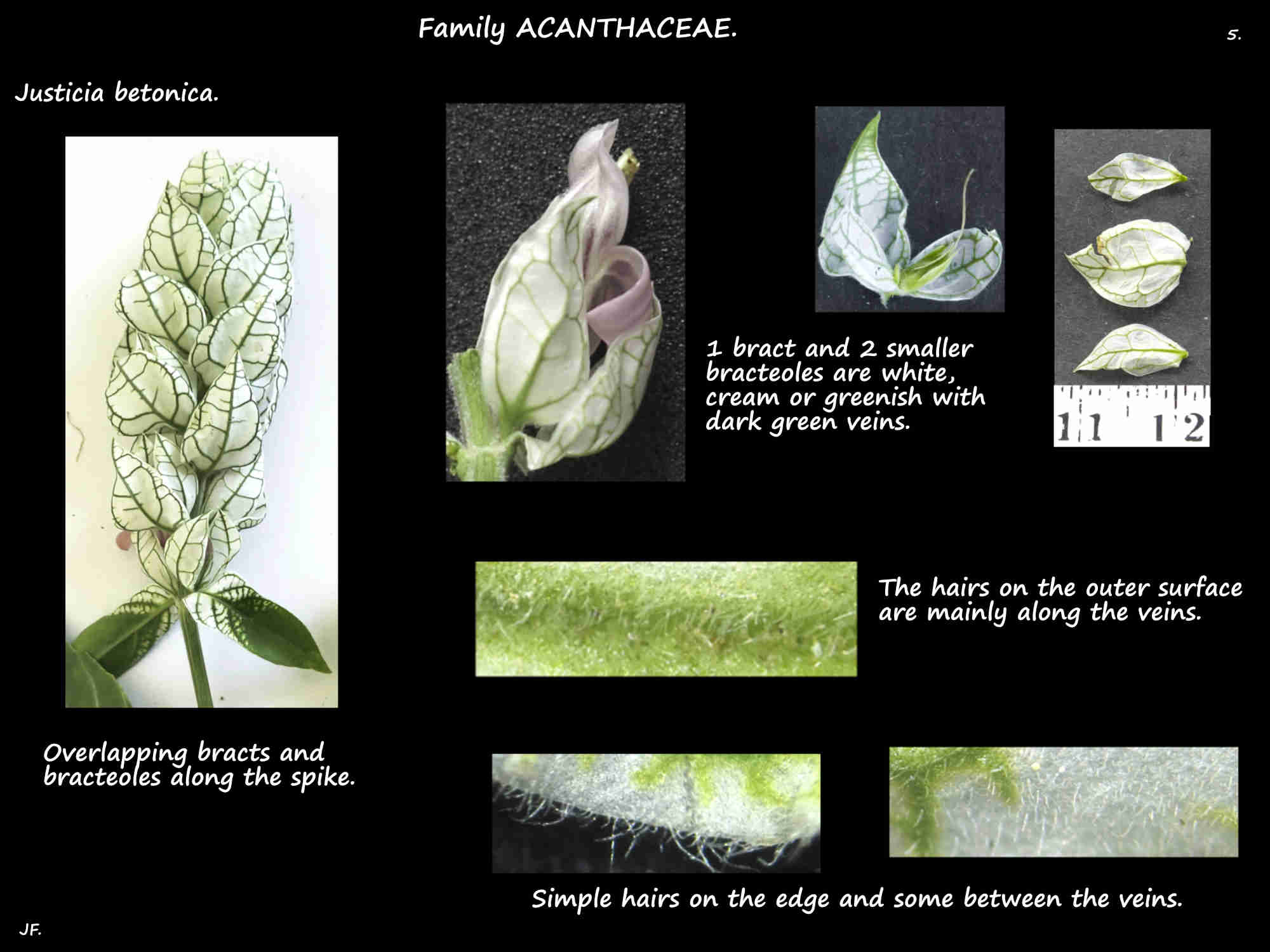 5 Justicia betonica bracts & bracteoles