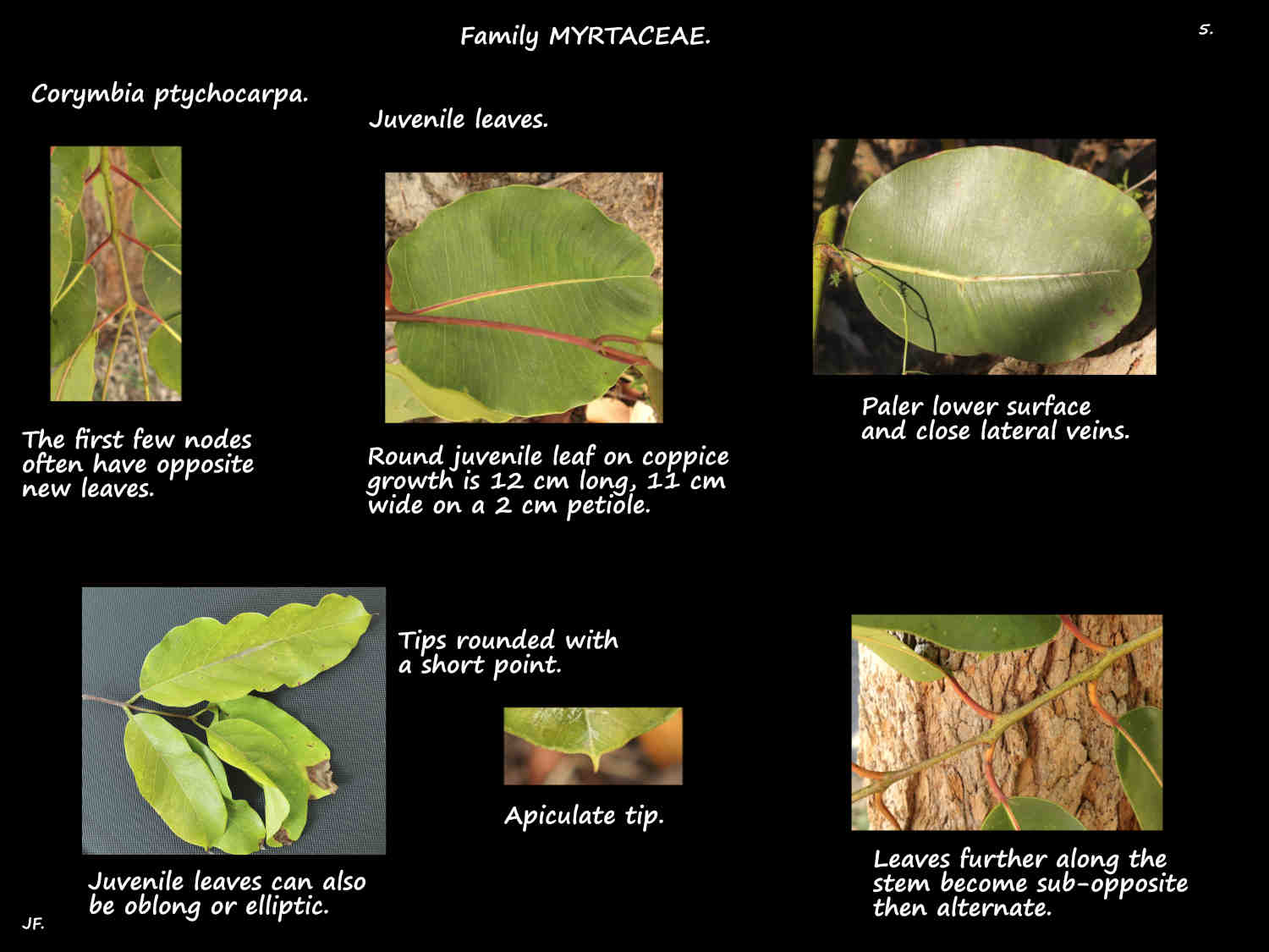 5 Juvenile Corymbia ptychocarpa leaves