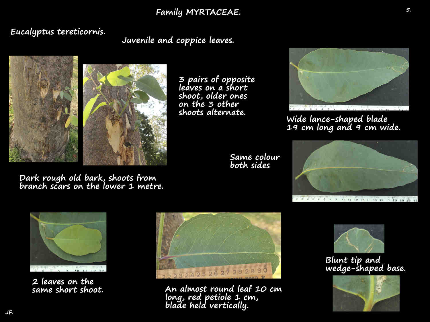 5 Juvenile Eucalyptus tereticornis leaves