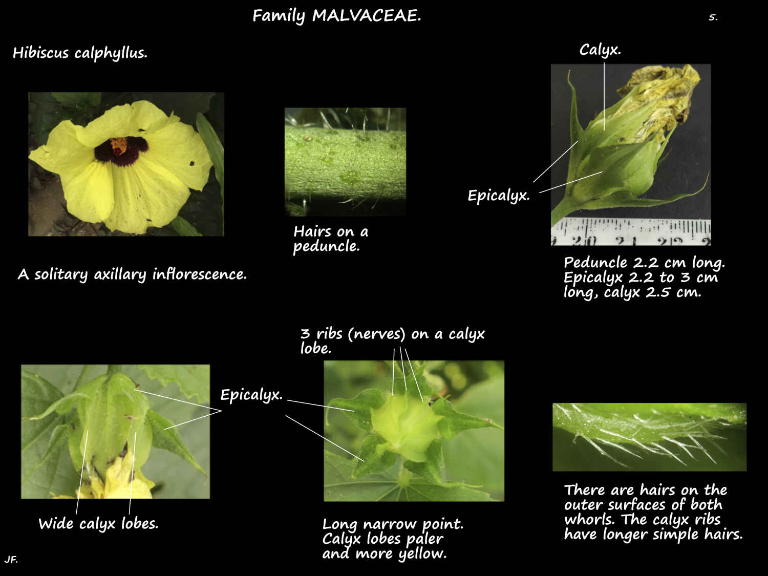 5 Lemon-yellow rosemallow flower