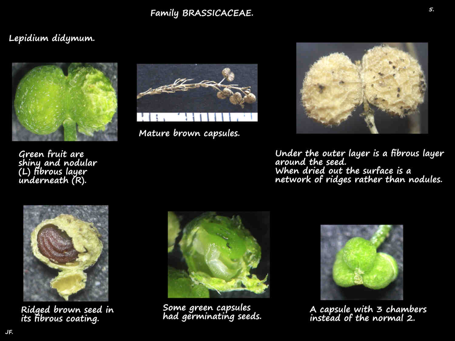 5 Lepidium didymum capsules & seed