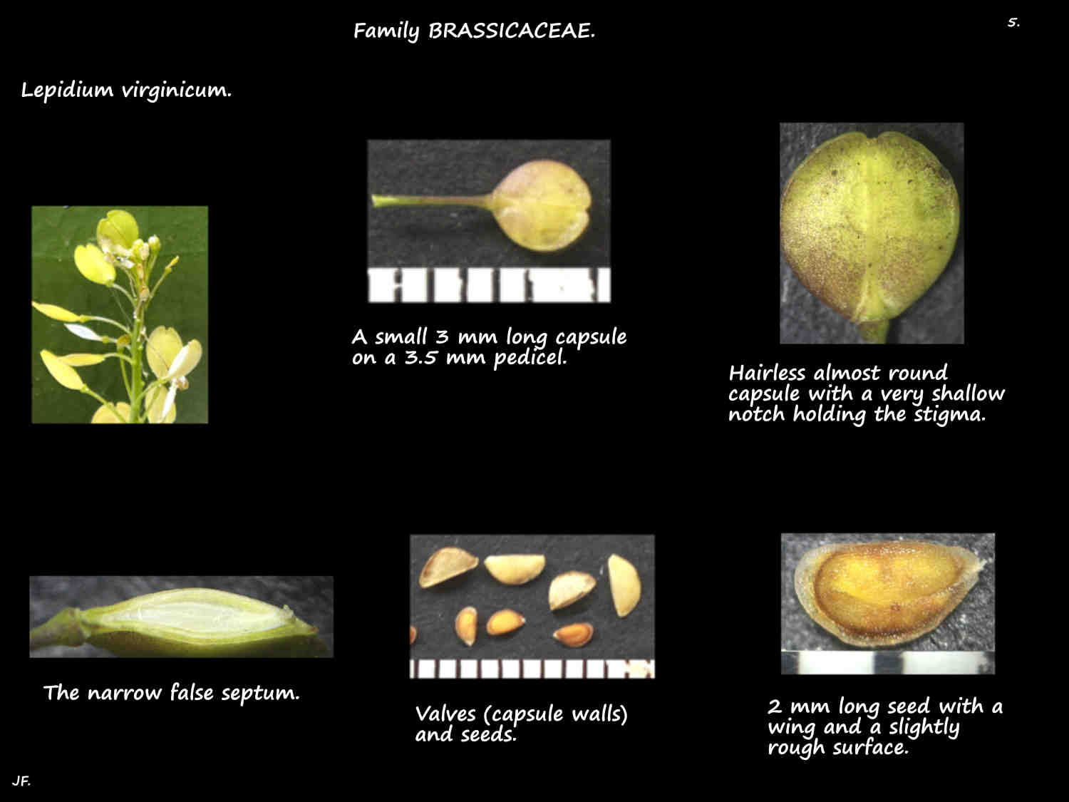 5 Lepidium virginicum capsules & seeds