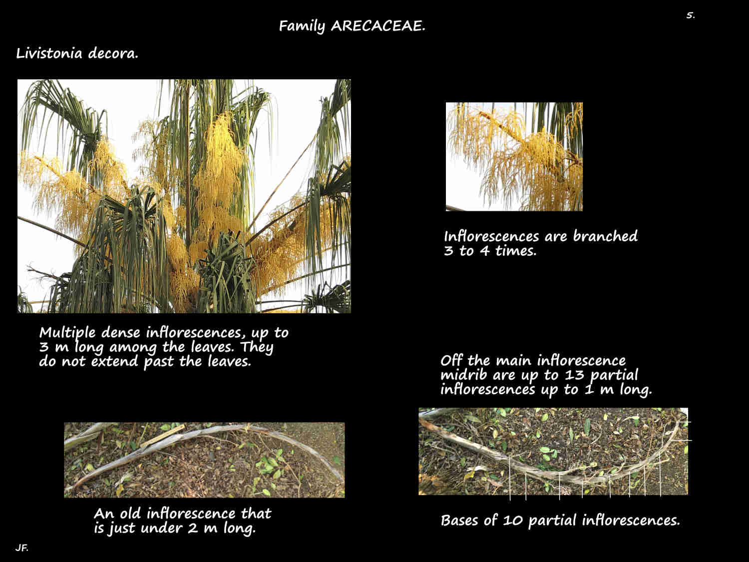5 Livistonia decora inflorescences
