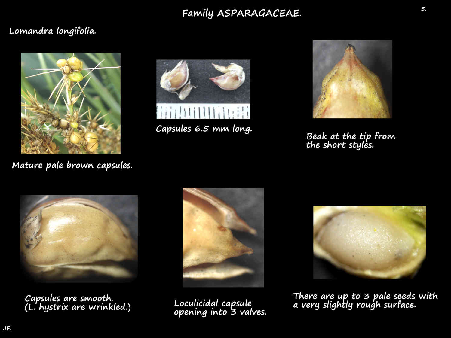 5 Lomandra longifolia capsule & seed