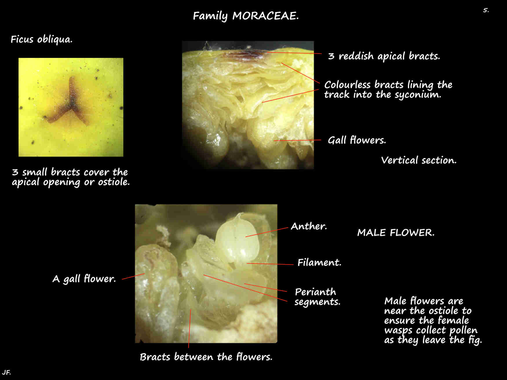 5 Male Ficus obliqua flowers