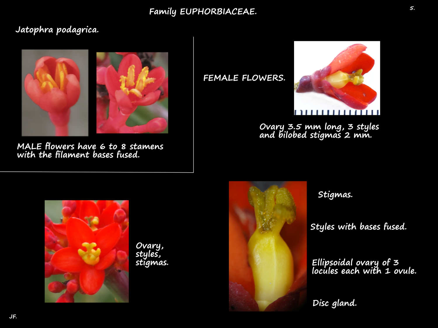 5 Male & female Jatophra podagrica flowers