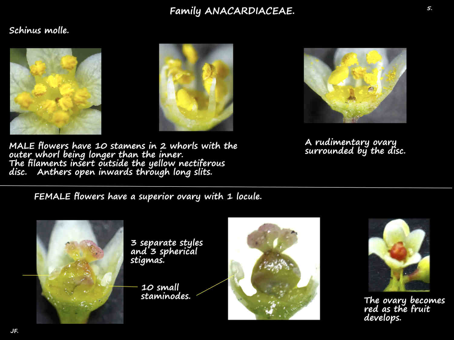5 Male & female Schinus molle flowers