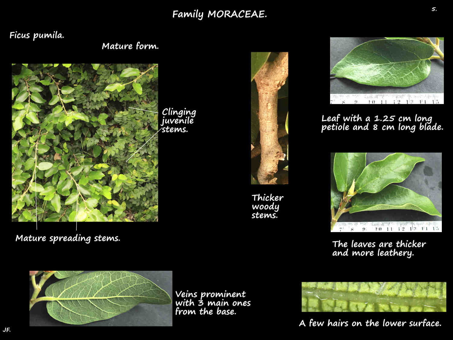 5 Mature form leaves of Climbing fig