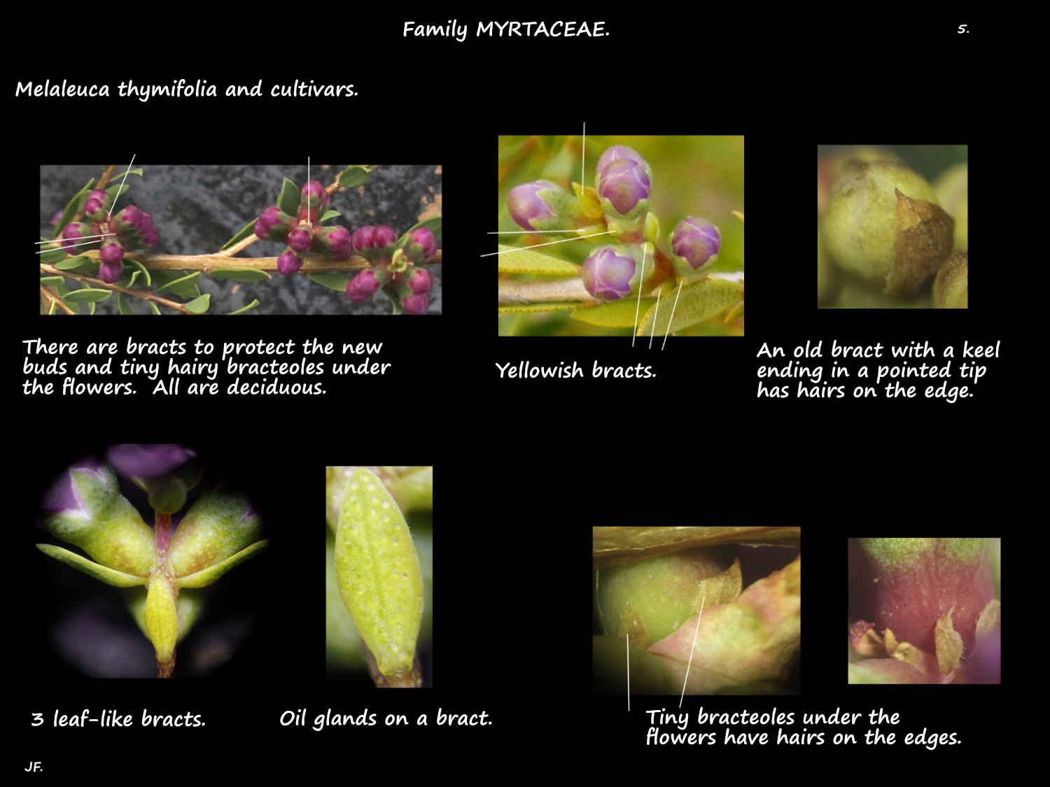 5 Melaleuca thymifolia bracts