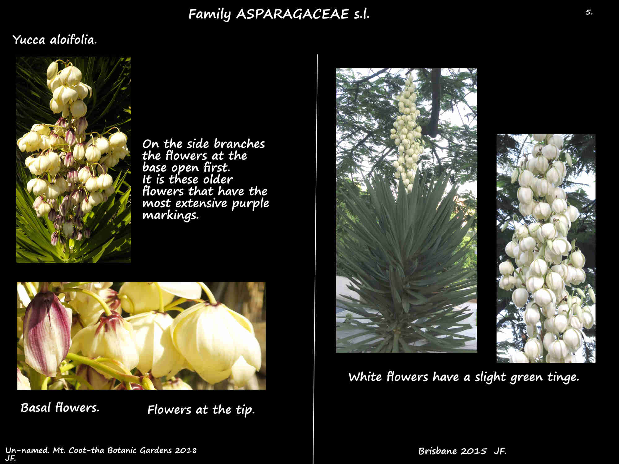 5 More Yucca aloifolia inflorescences