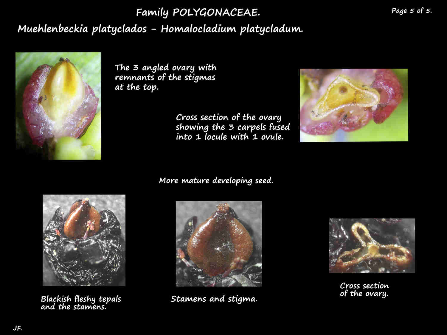 5 Muehlenbeckia ovary & seed