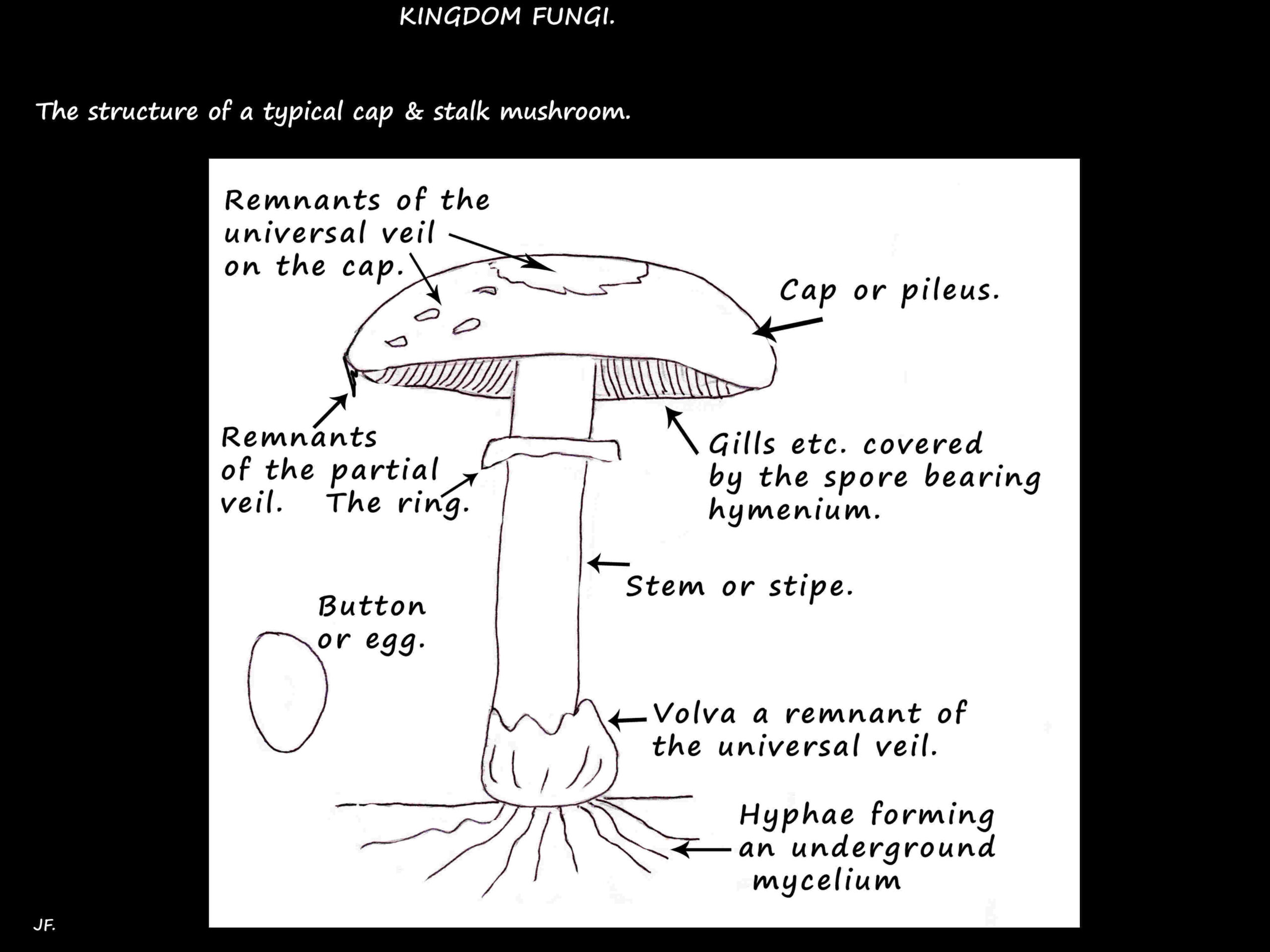 5 The structure of a typical mushroom