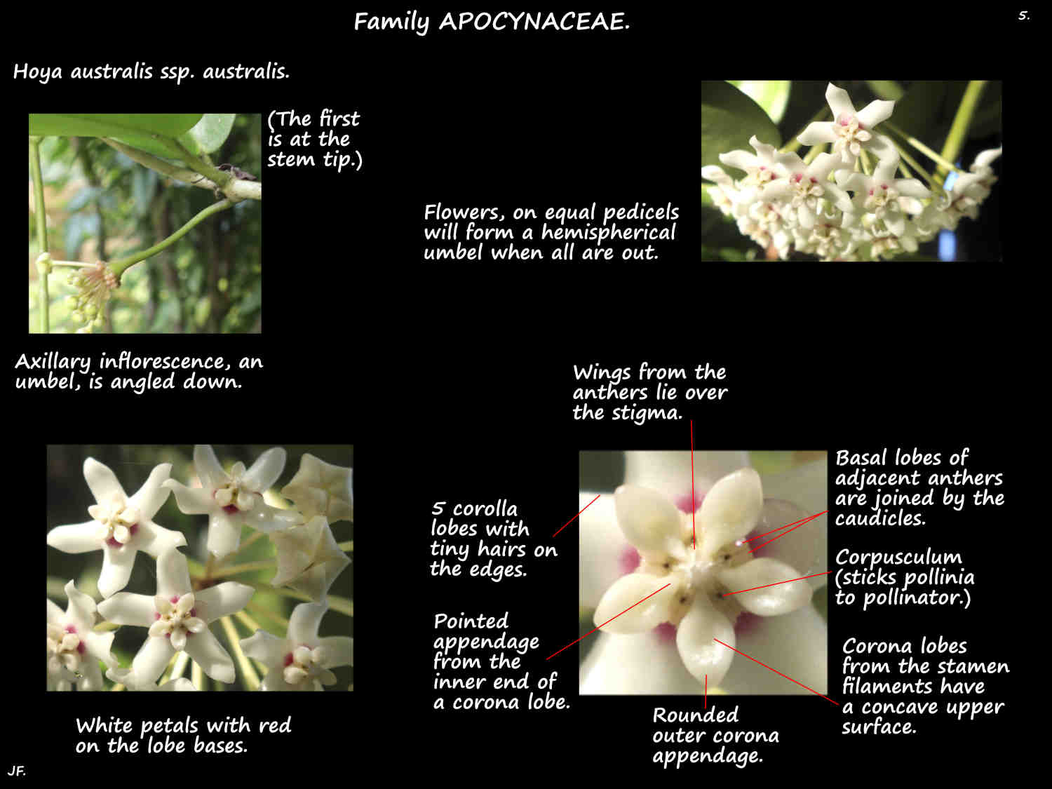 5 Native Hoya flower structure