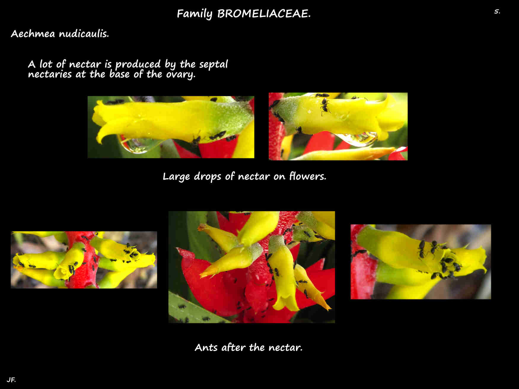 5 Nectar from Aechmea nudicualis flowers