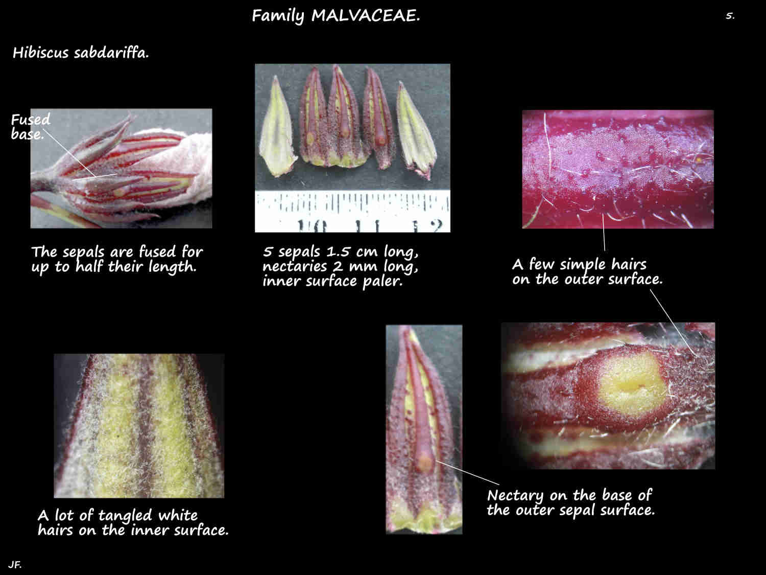 5 Nectaries on Hibiscus sabdariffa sepals
