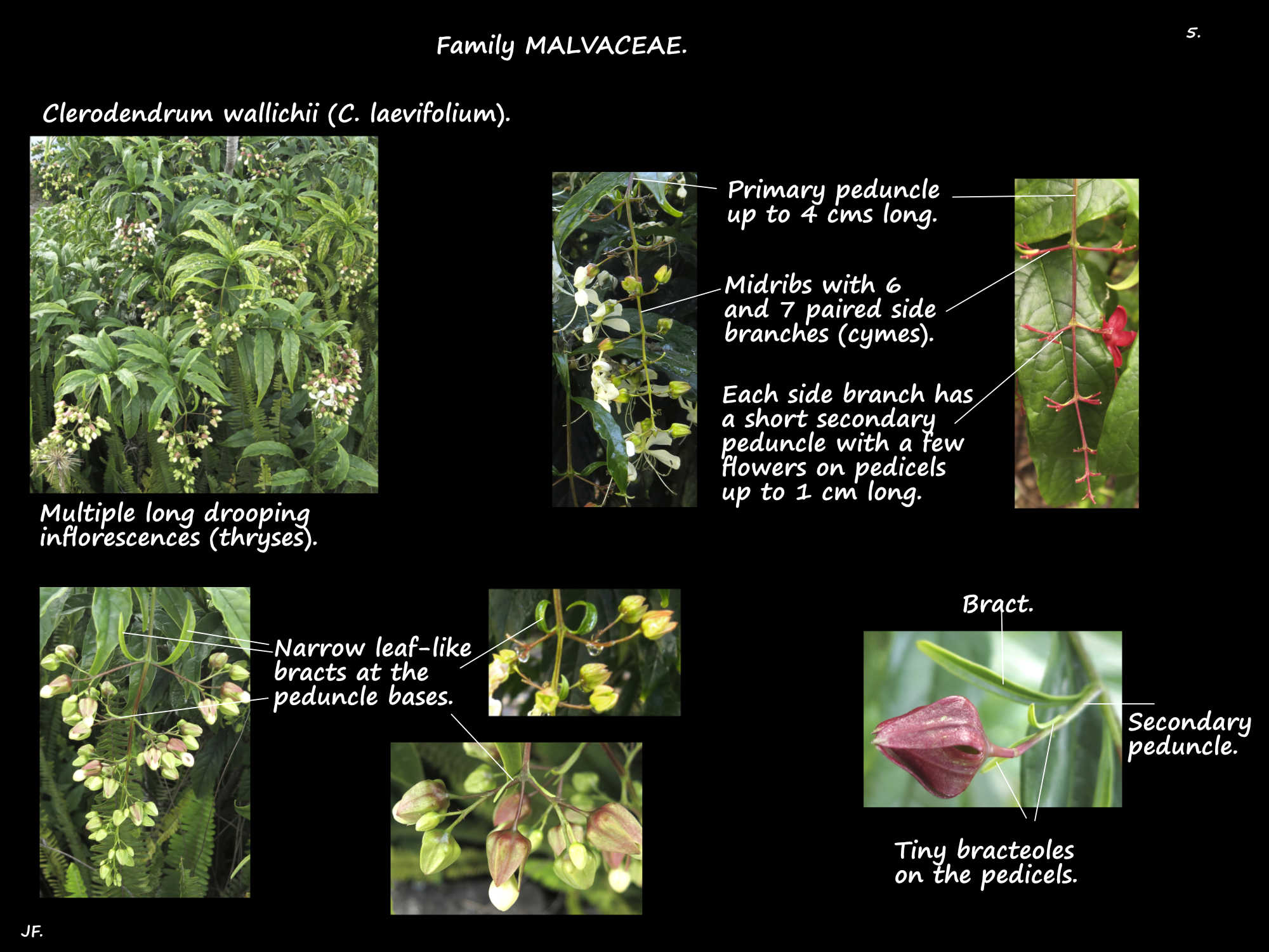5 Nodding Clerodendrum thryses