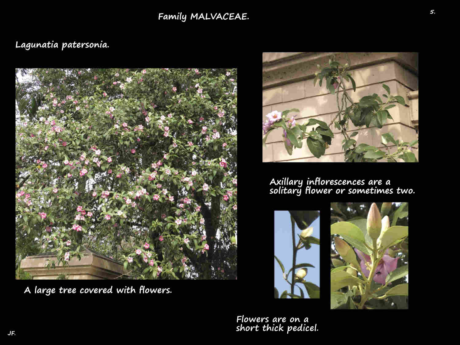 5 Norfolk Is. hibiscus inflorescences