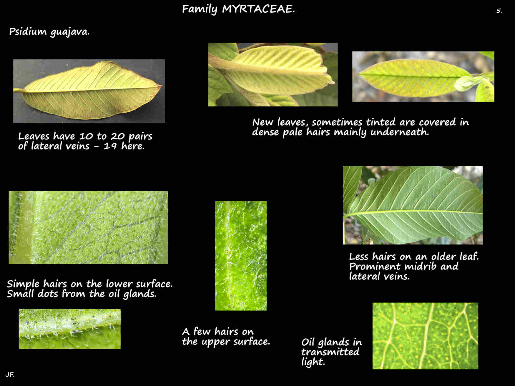 5 Oil glands & hairs of Psidium guajava leaves